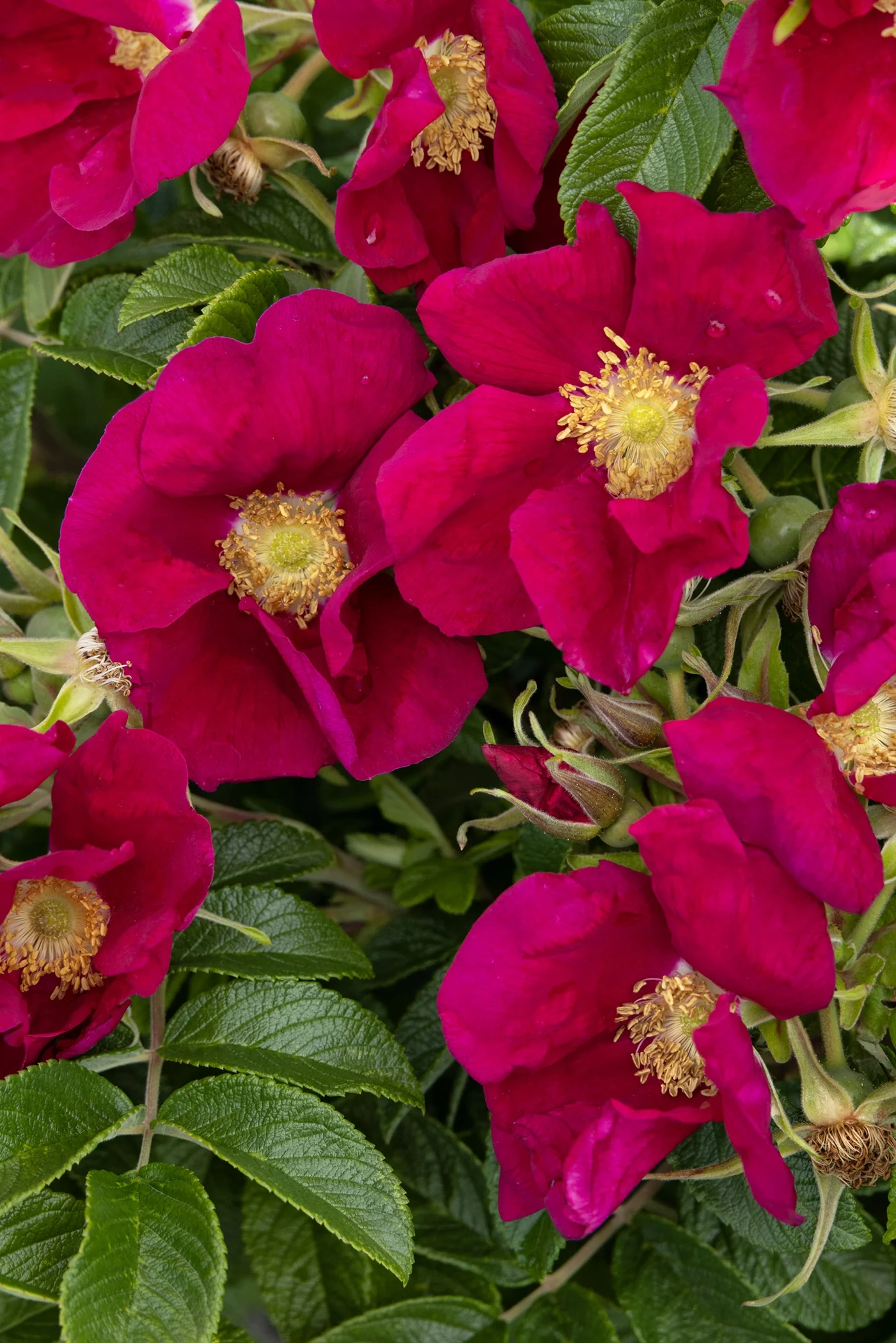 Seaside Swirl™ Red Rugosa Rose, Rosa rugosa 'RUIRJ0110A' PPAF