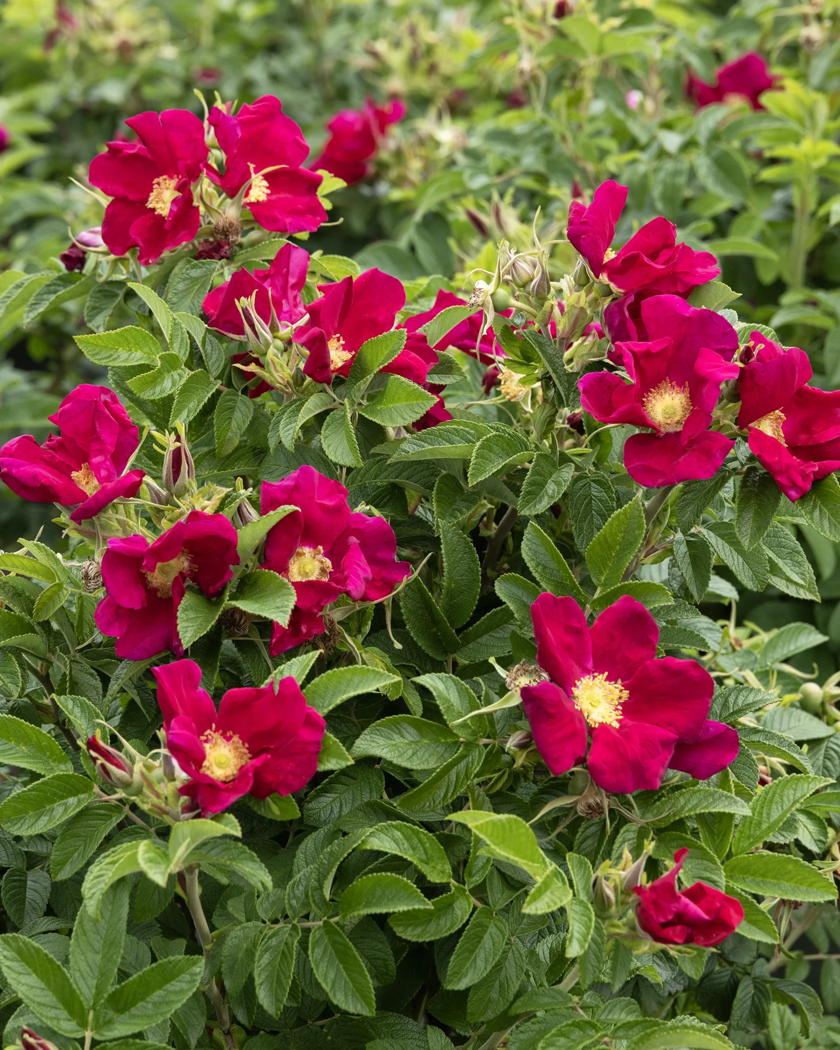 Rosa rugosaさま専用！ Seaside Swirl™ Red Rugosa Rose, Rosa rugosa 'RUIRJ0110A' PPAF