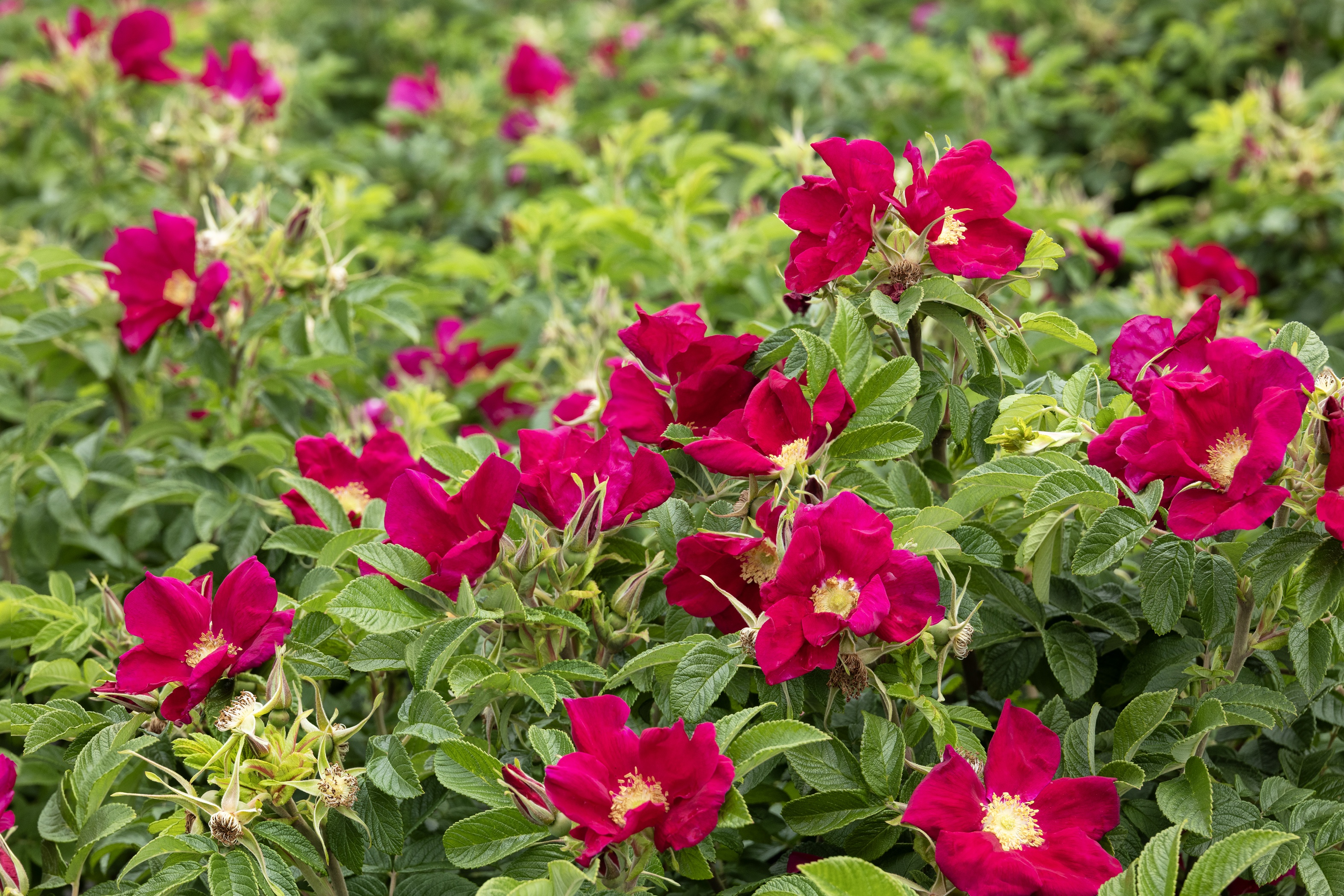 Seaside Swirl™ Red Rugosa Rose, Rosa rugosa 'RUIRJ0110A' PPAF