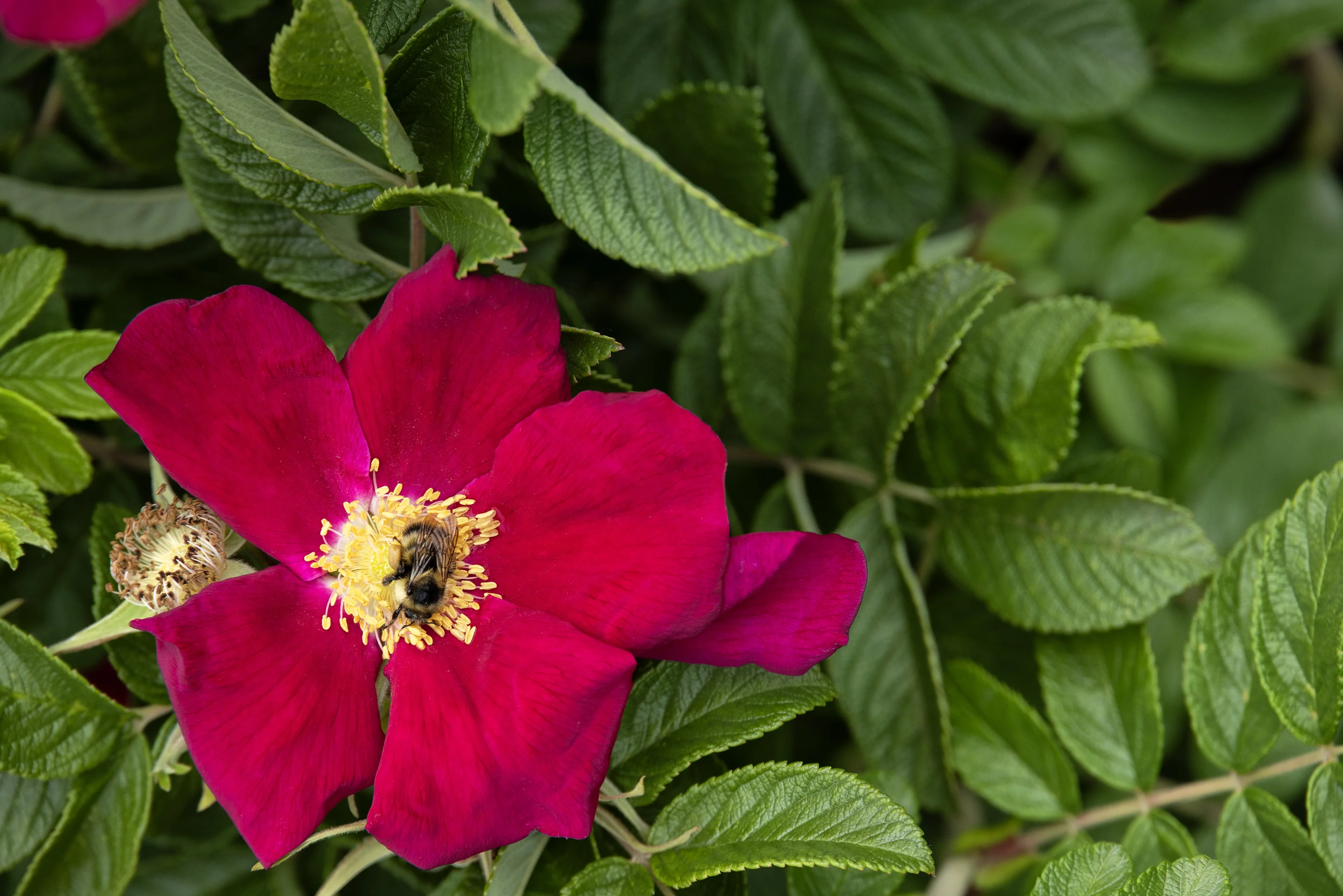 Seaside Swirl™ Red Rugosa Rose, Rosa rugosa 'RUIRJ0110A' PPAF