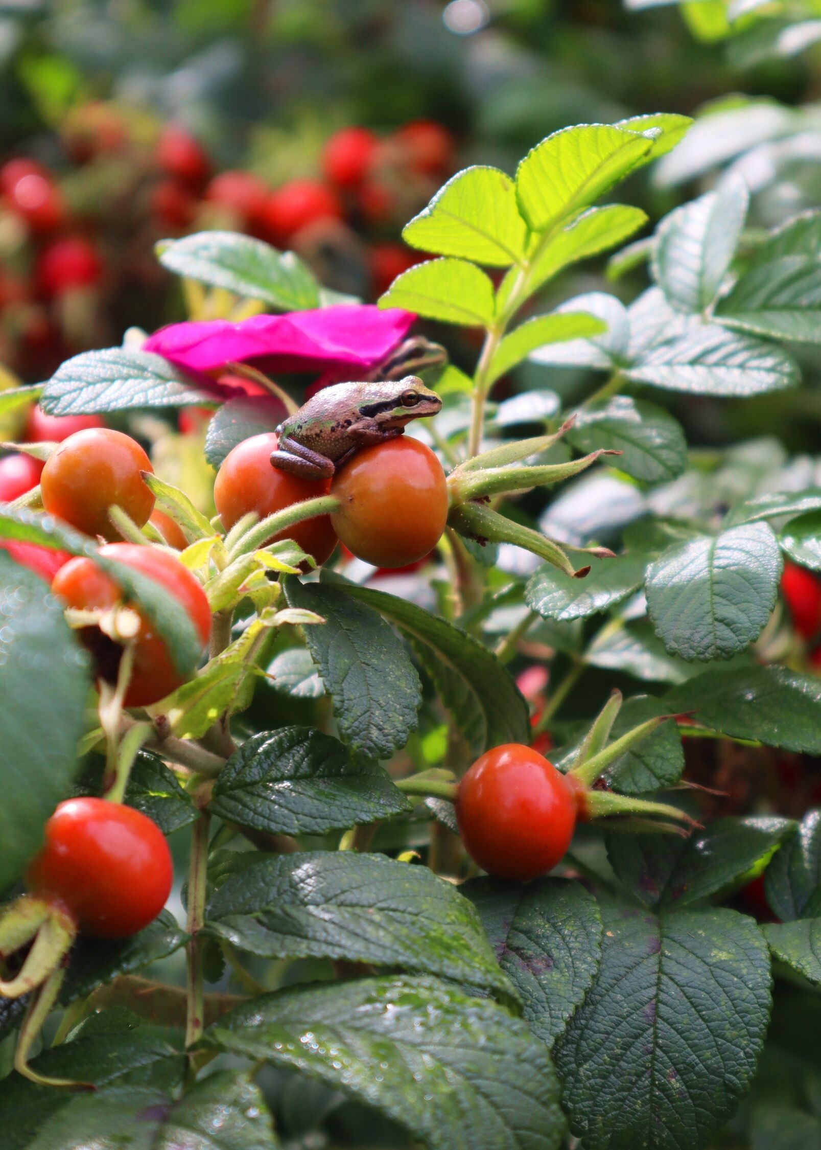 Seaside Swirl™ Red Rugosa Rose, Rosa rugosa 'RUIRJ0110A' PPAF