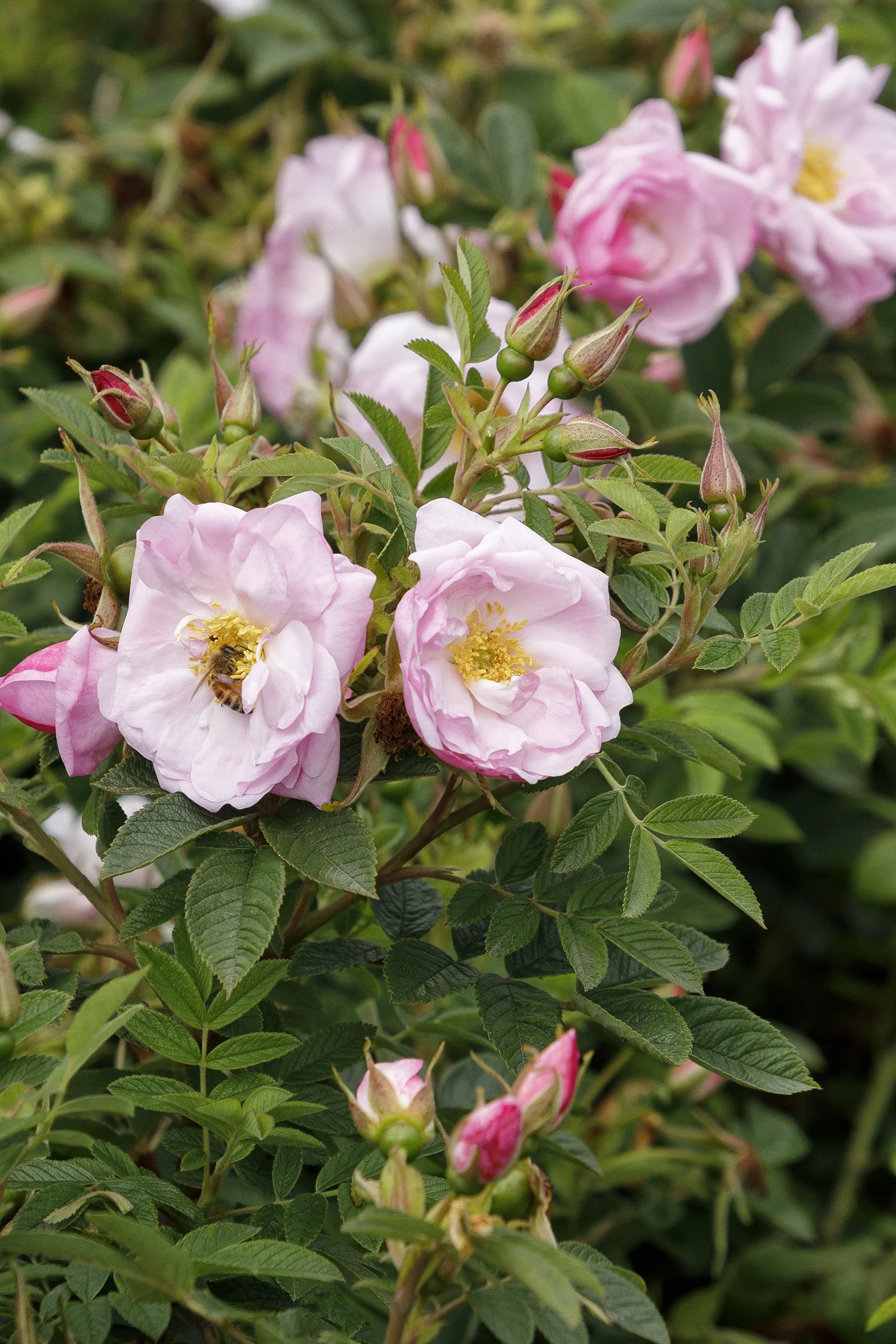 © Monrovia by Doreen Wynja