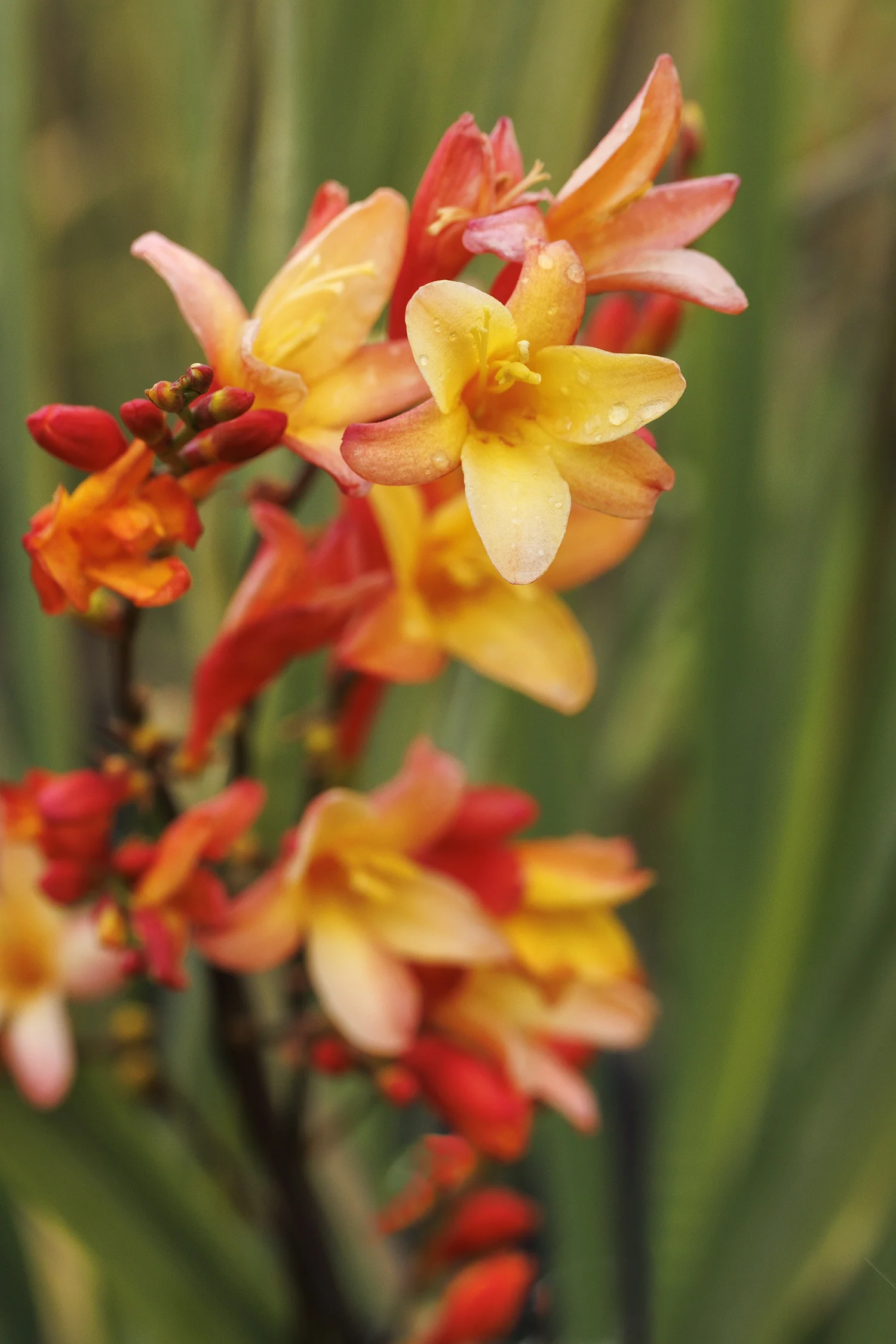 © Monrovia by Doreen Wynja