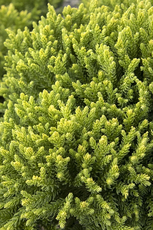 ©Monrovia, by Doreen Wynja