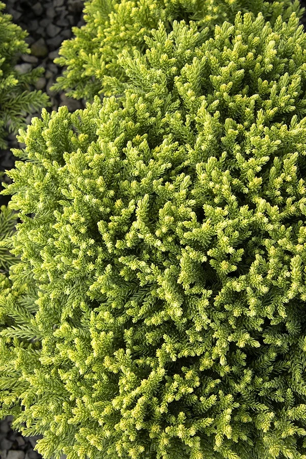 ©Monrovia, by Doreen Wynja