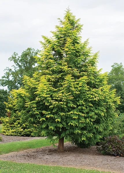 Star Roses and Plants