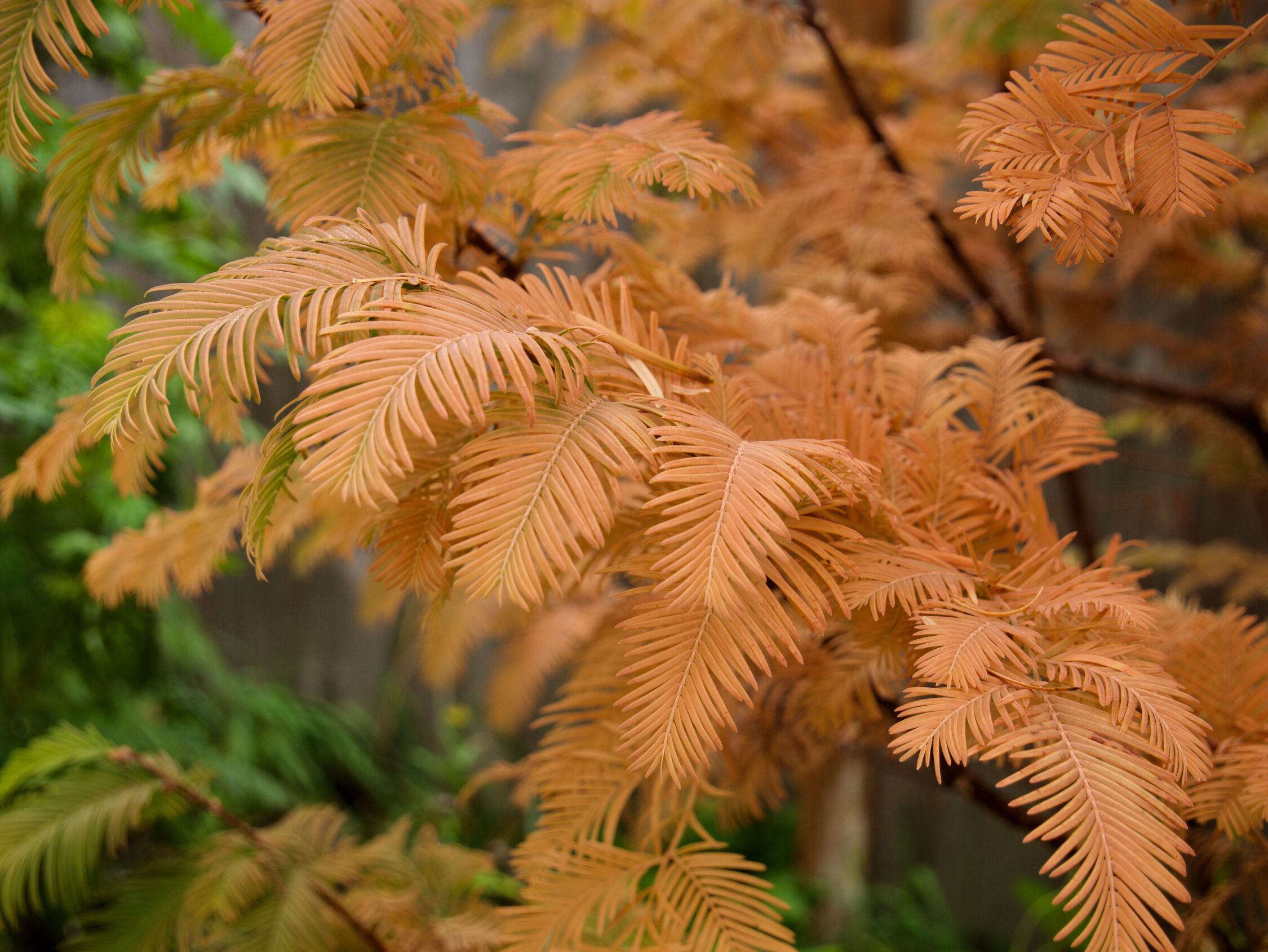Amber Glow Dawn Redwood, Monrovia Plant