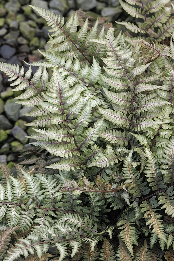 ©Monrovia, by Doreen Wynja