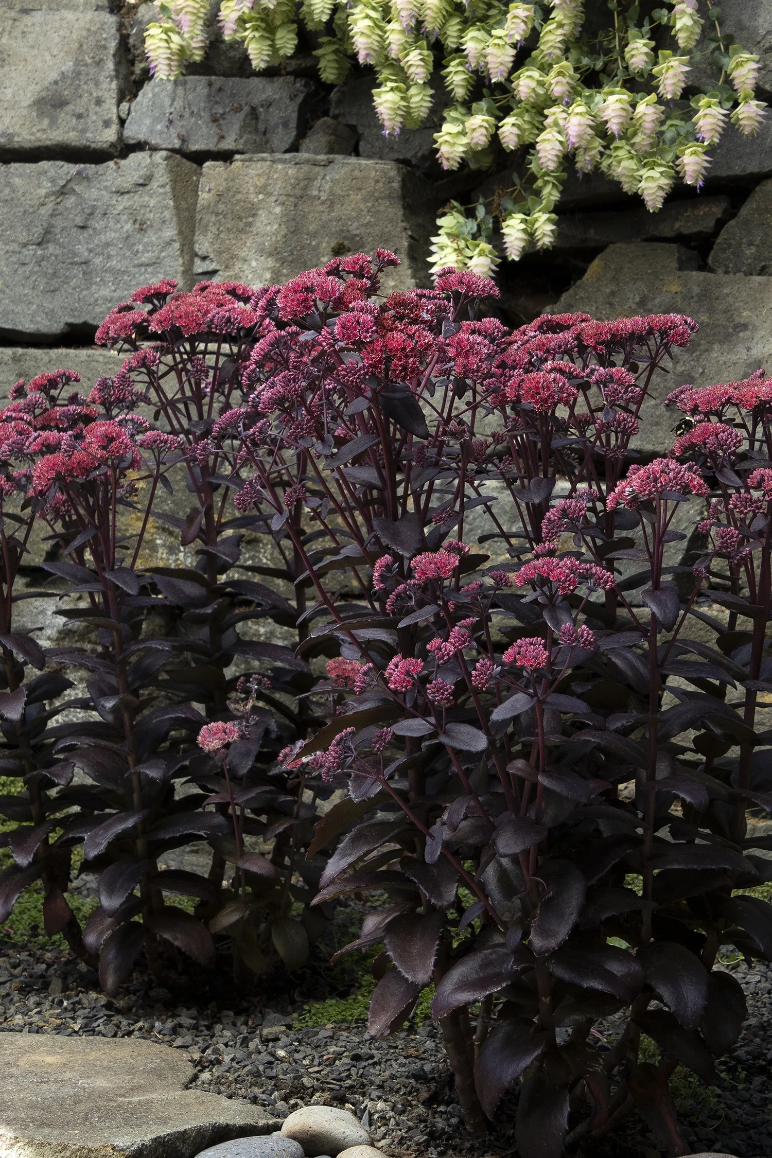 ©Monrovia by Doreen Wynja 