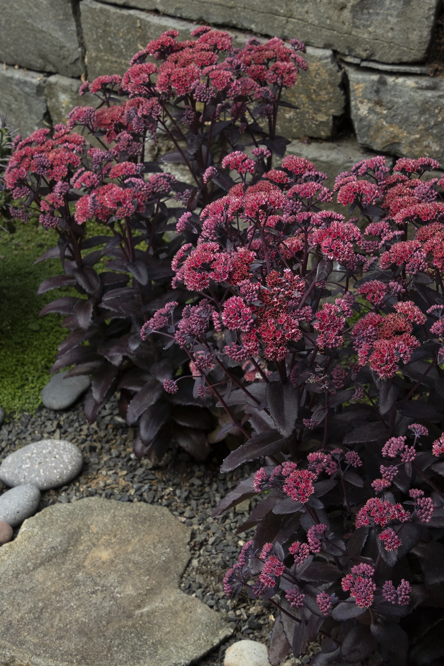 ©Monrovia by Doreen Wynja 