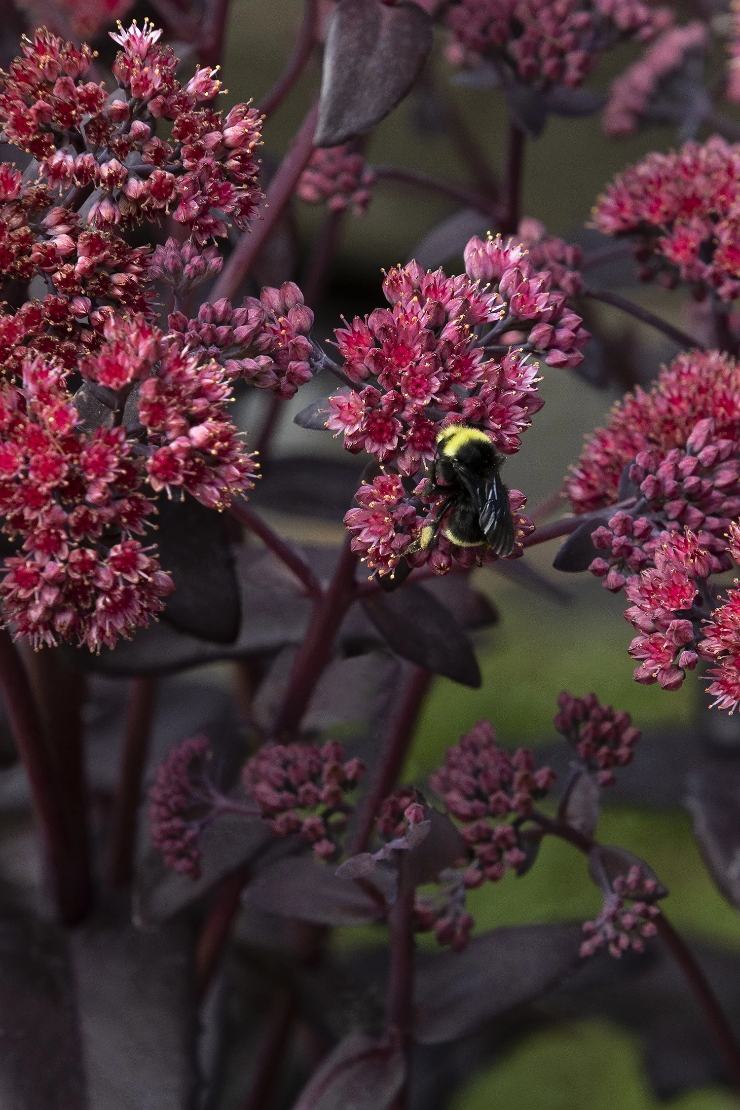 ©Monrovia by Doreen Wynja 