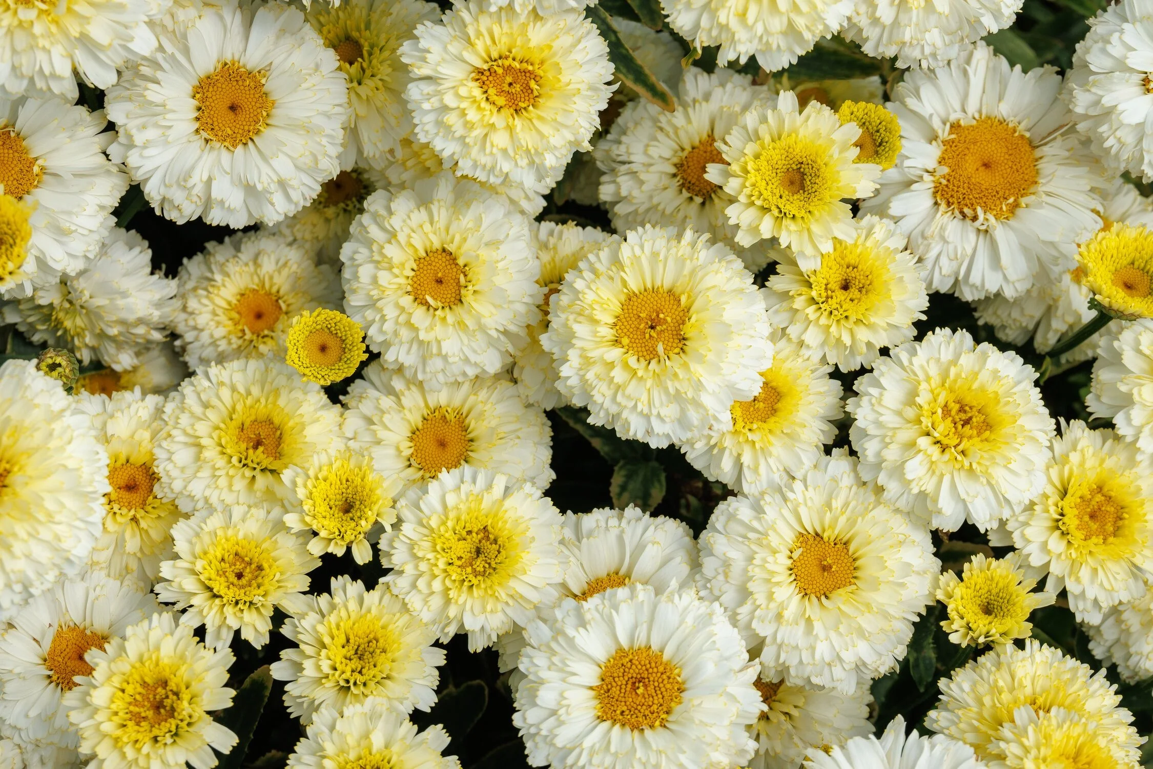 © Monrovia by Doreen Wynja