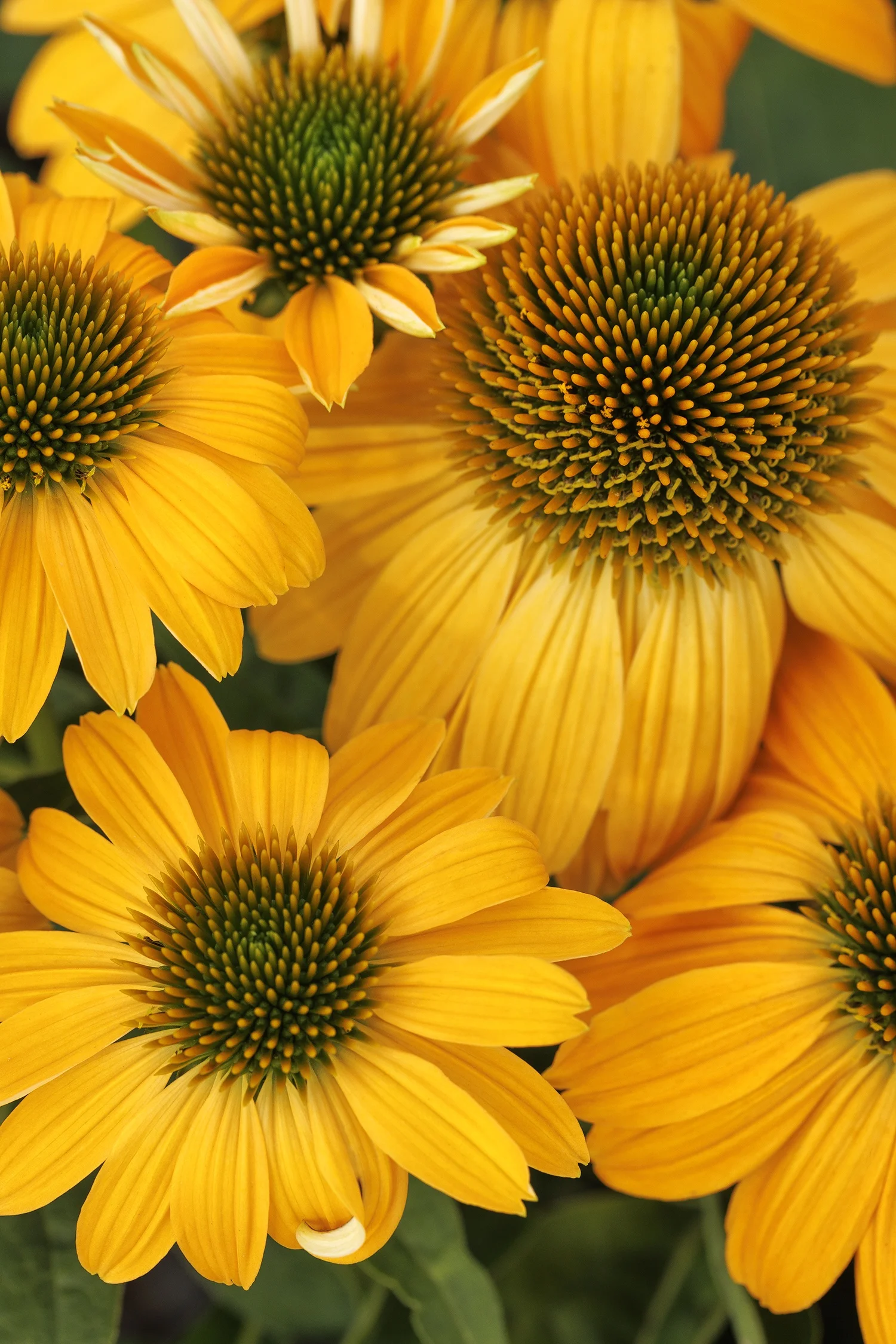 ©Monrovia by Doreen Wynja 