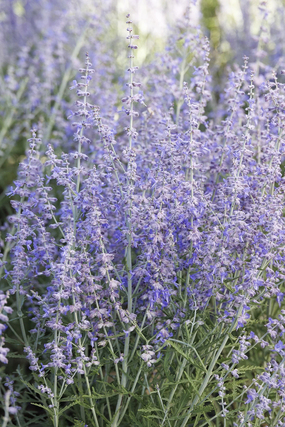 © Monrovia by Doreen Wynja