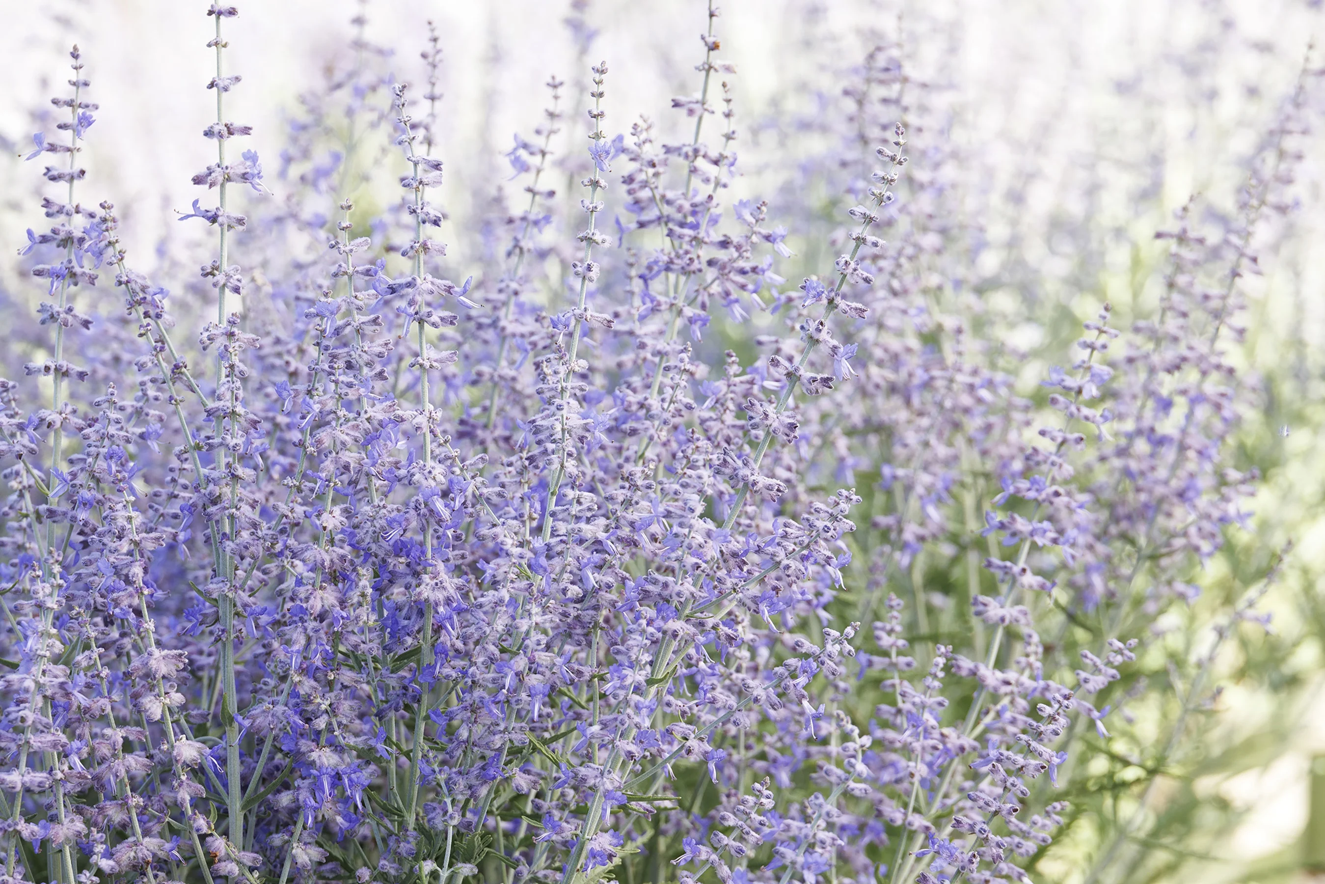 © Monrovia by Doreen Wynja