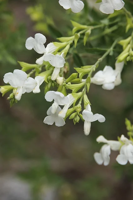 ©Monrovia, by Doreen Wynja 