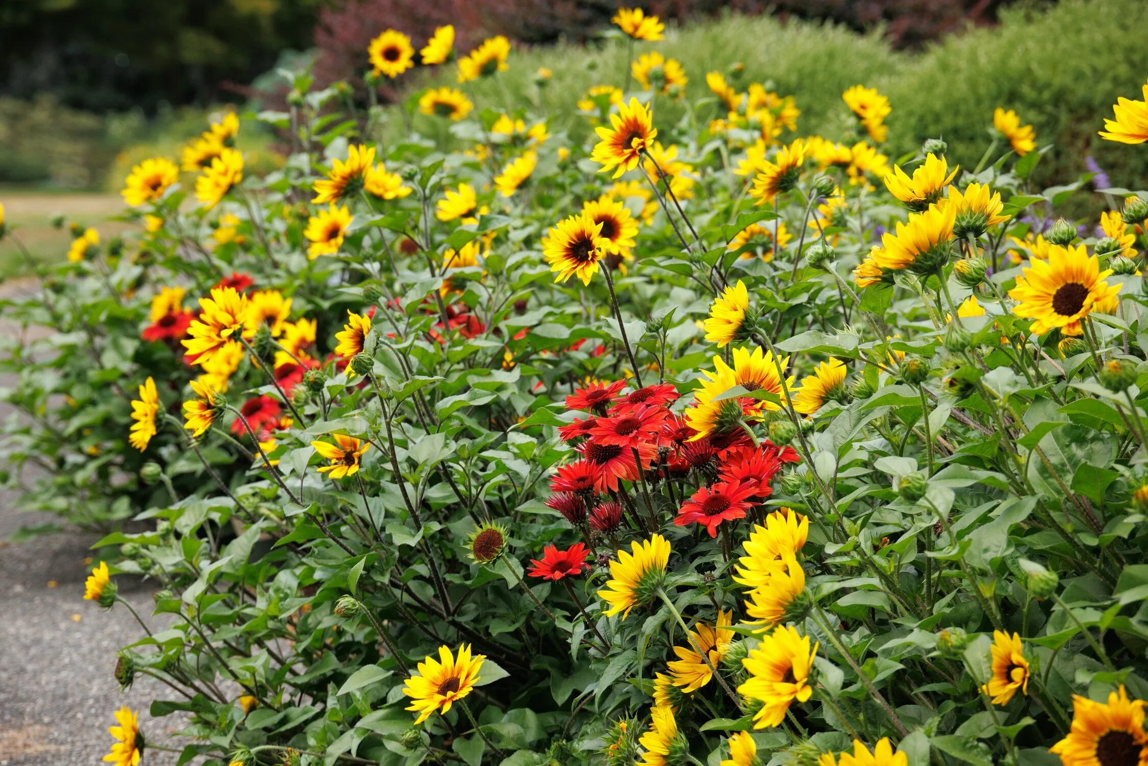 © Monrovia by Doreen Wynja