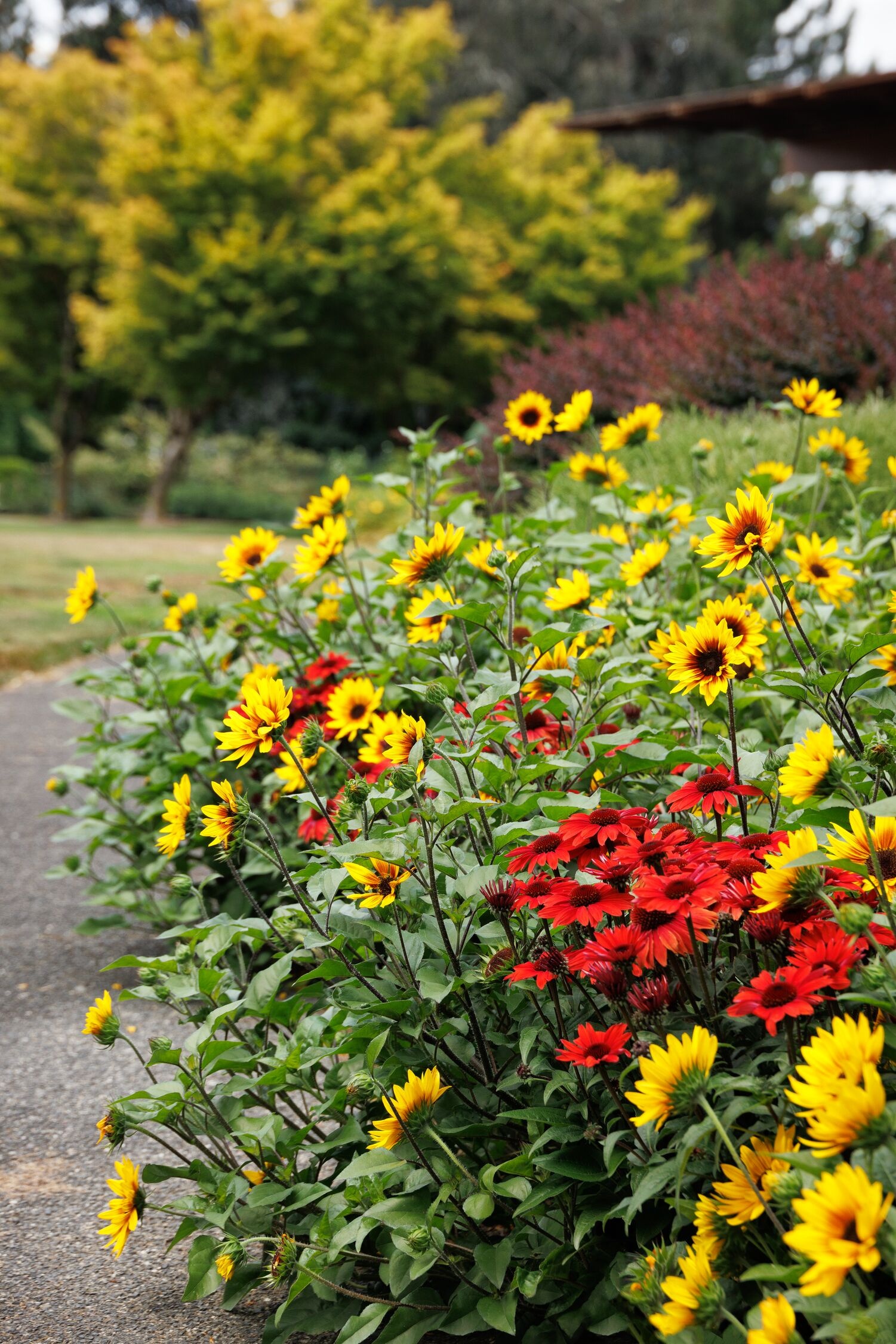 Monrovia Panama Red Coneflower - Thumbnail 3