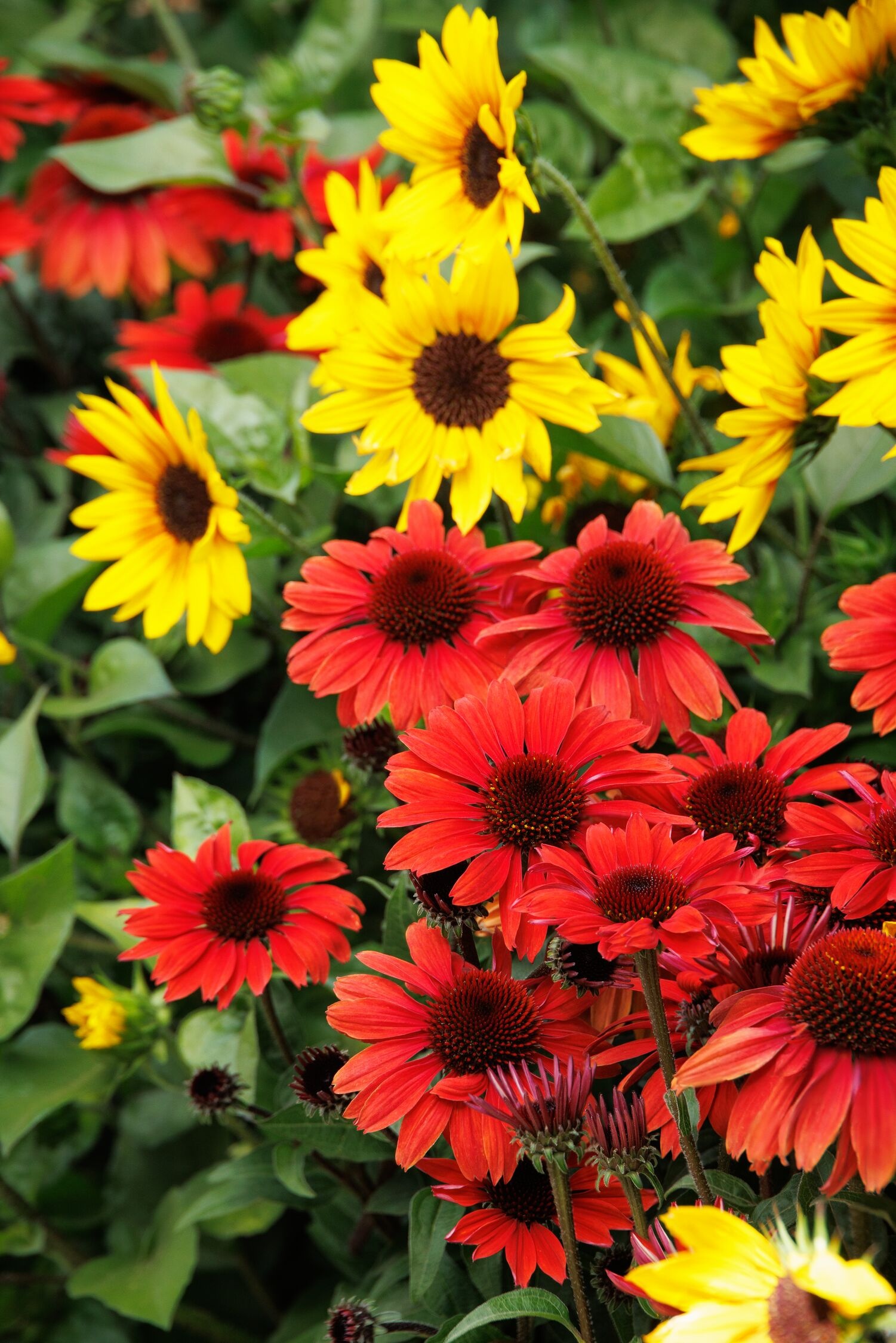 Monrovia Panama Red Coneflower - Thumbnail 4