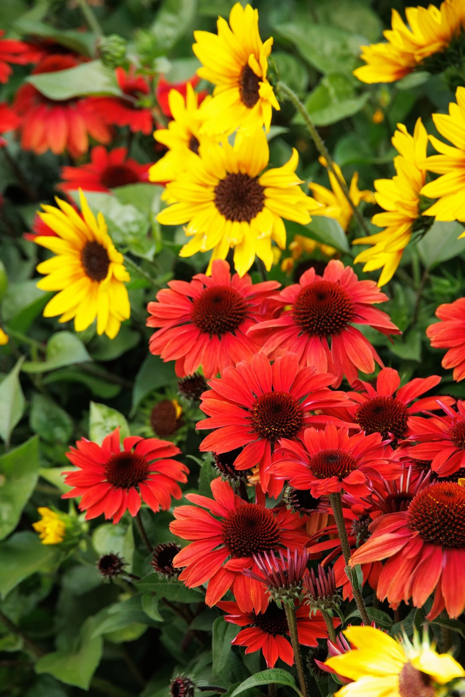 © Monrovia by Doreen Wynja