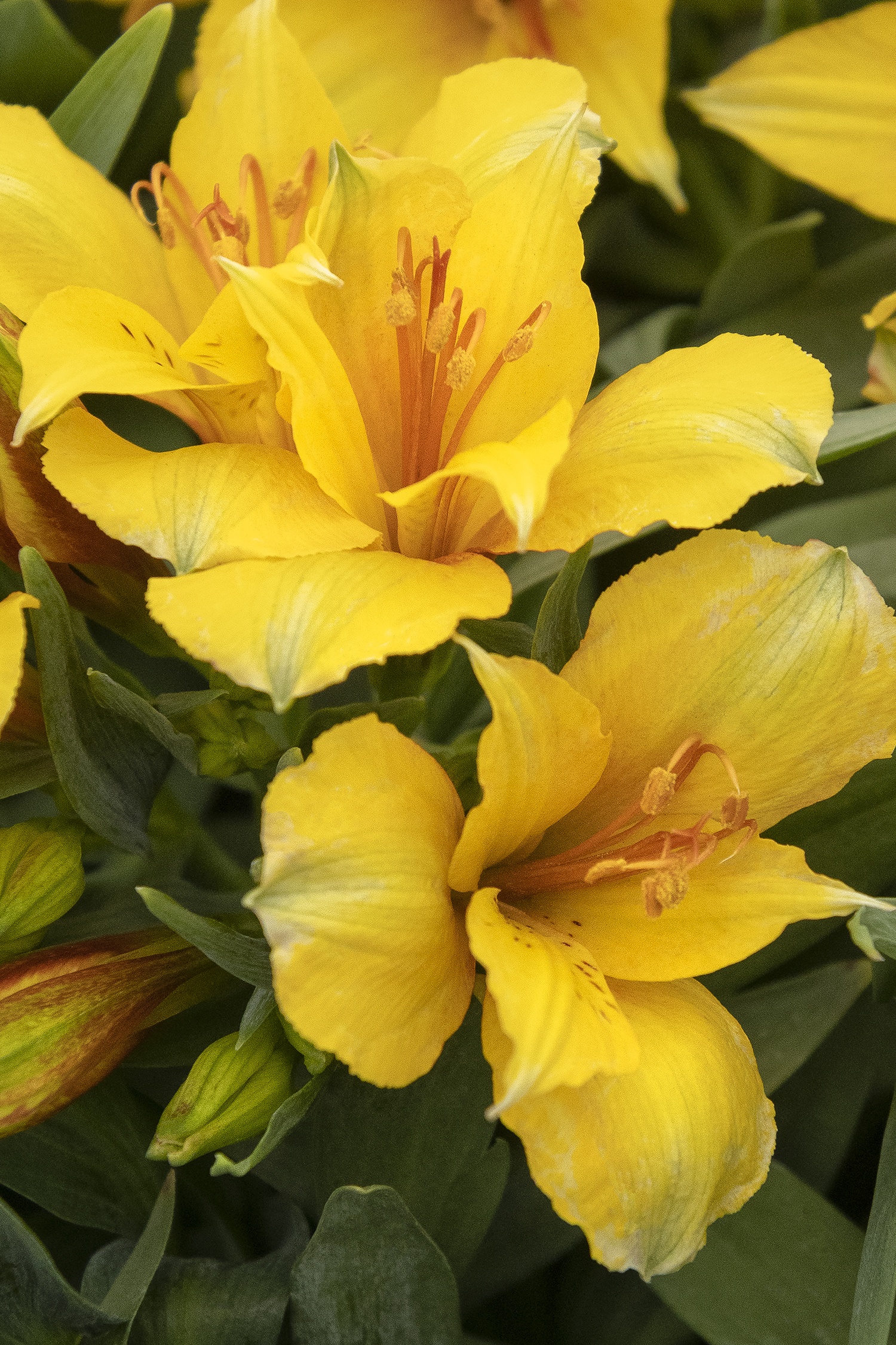alohastar　charmante femme イエロー　very別注 Colorita® Lisa® Peruvian Lily, Alstroemeria x 'Zaprilisa' PPAF