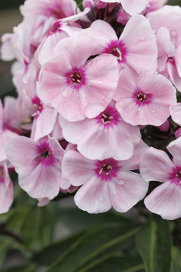Sweet Summer® Queen™ Garden Phlox, Phlox paniculata 'Queen'