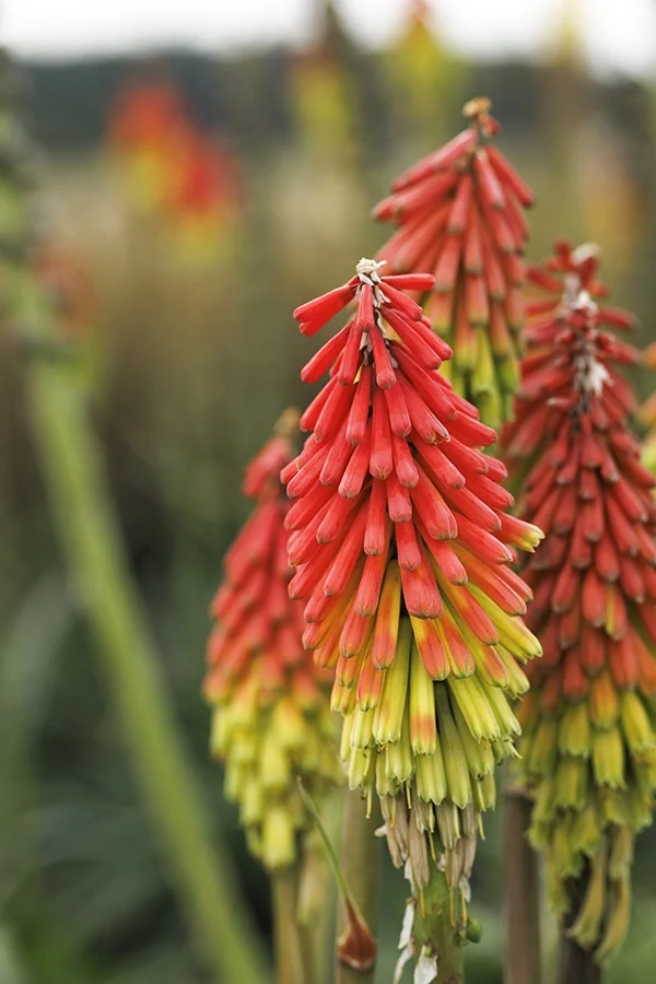 ©Monrovia, by Doreen Wynja