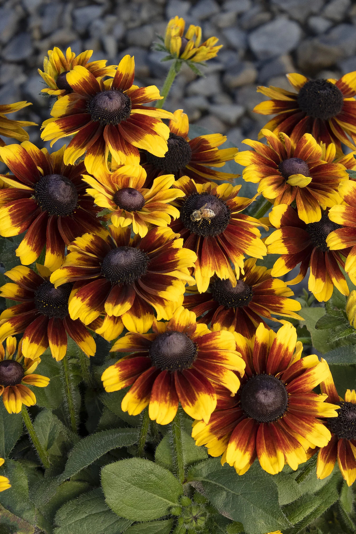SmileyZ™ Kissing Black-Eyed Susan, Monrovia Plant
