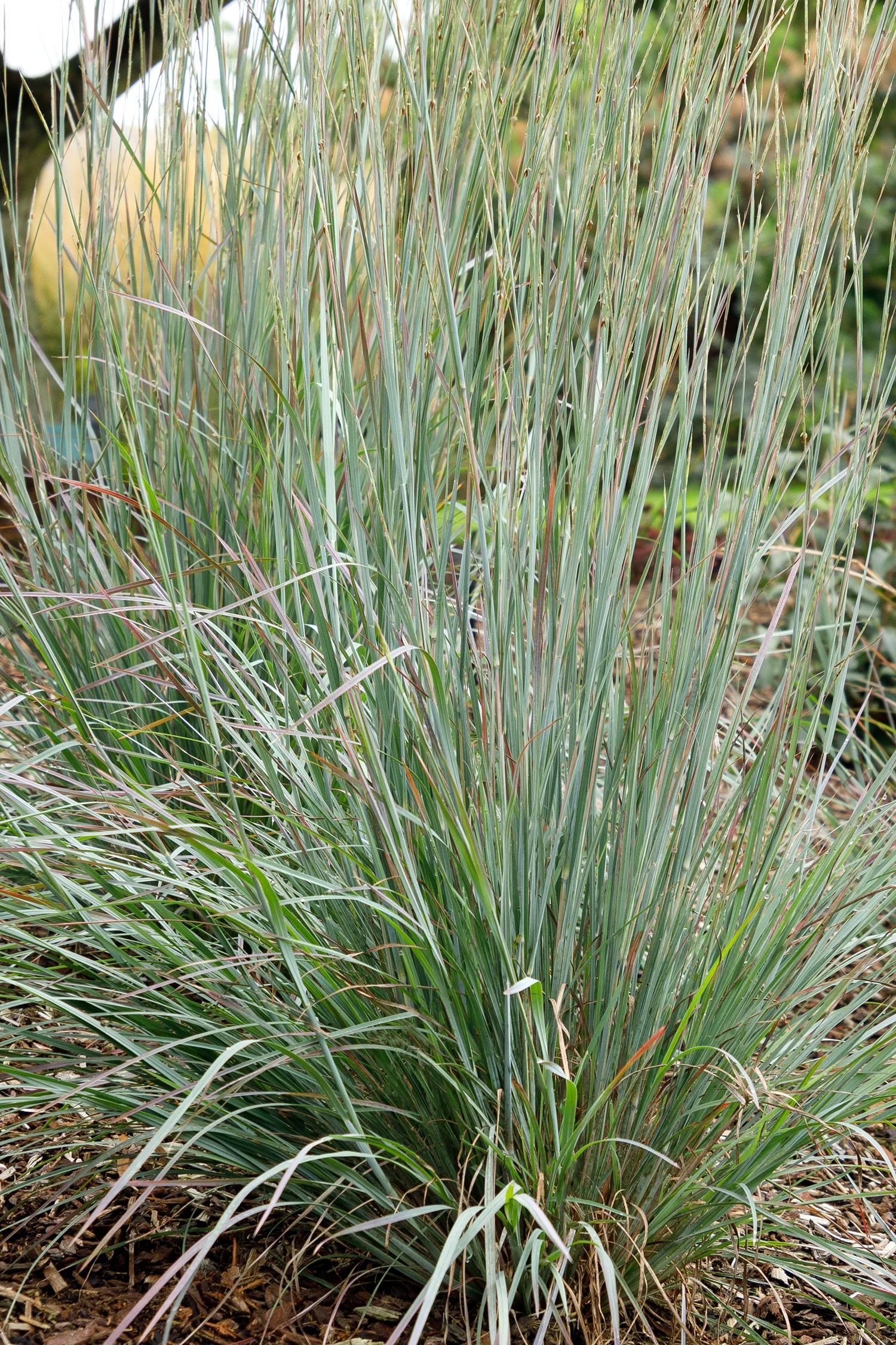 © Monrovia by Doreen Wynja