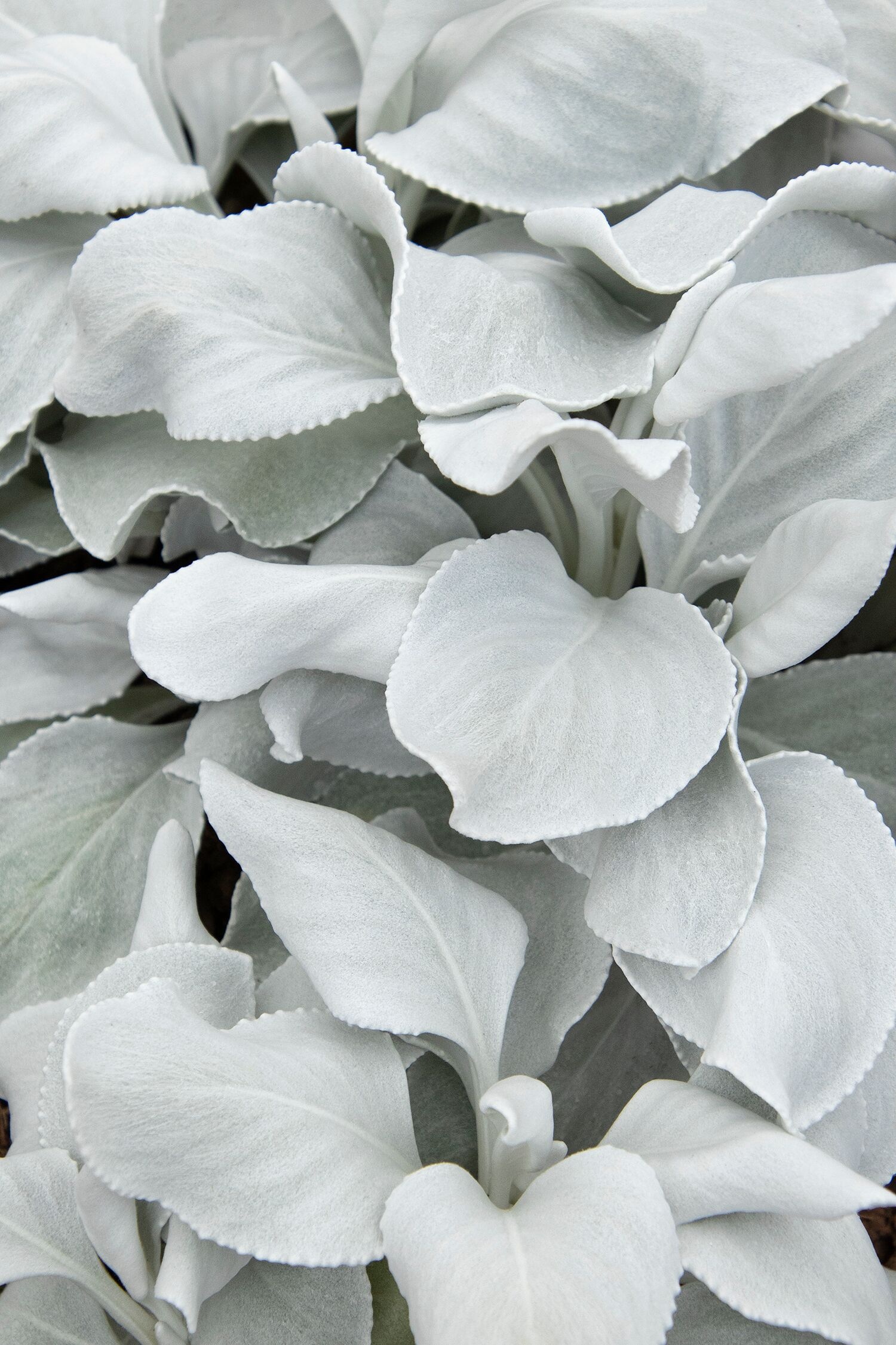 4 In. Angel Wings Senecio Plant in Grower Pot - 4 Piece