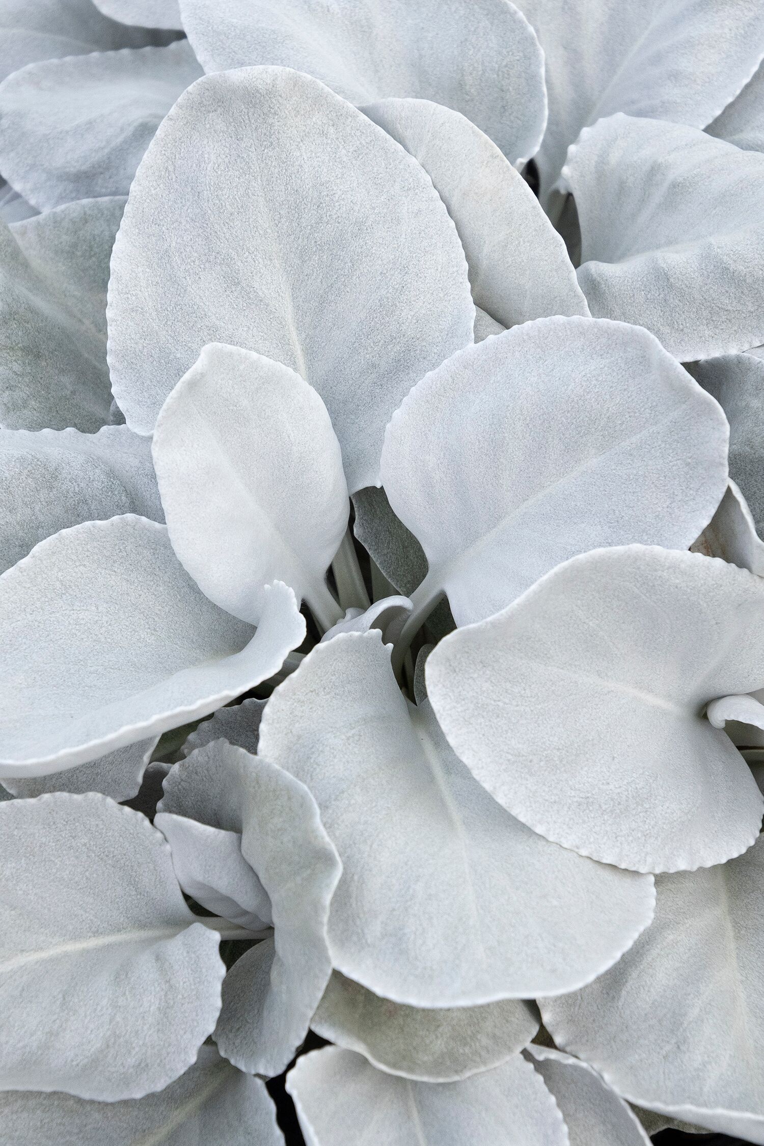 4 In. Angel Wings Senecio Plant in Grower Pot - 4 Piece