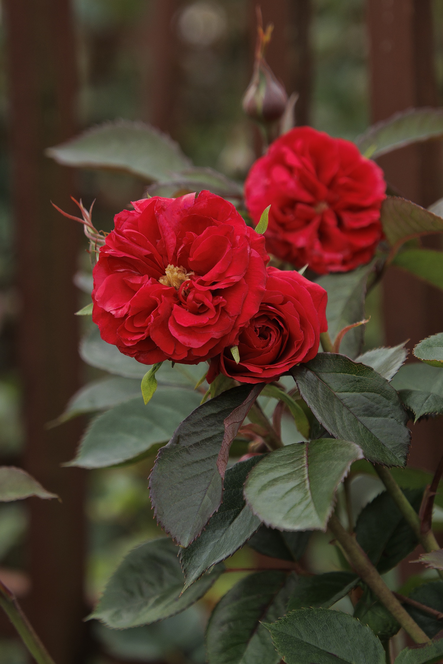 Red Roses List Red Rose Floribunda