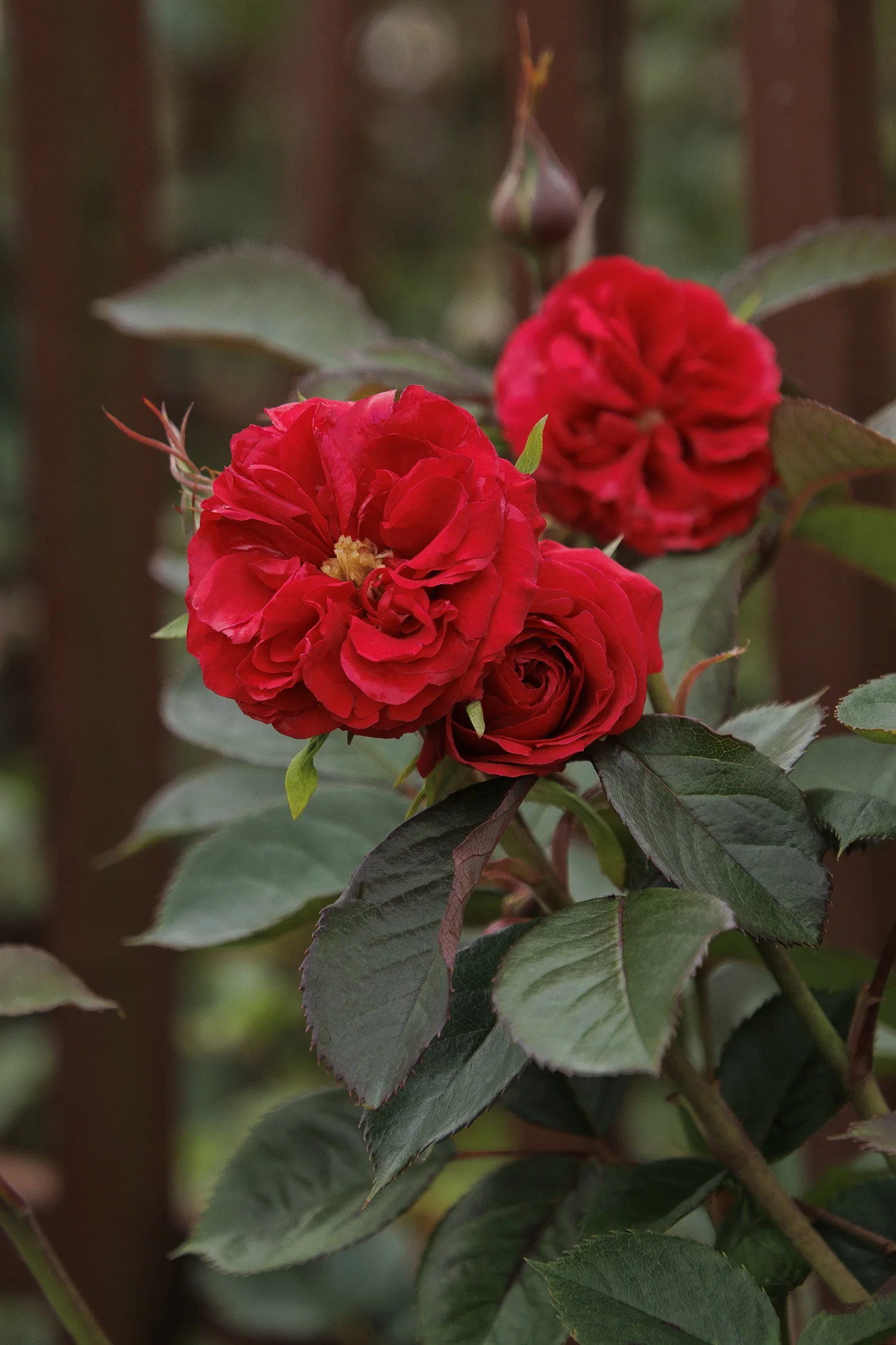 ©Monrovia, by Doreen Wynja