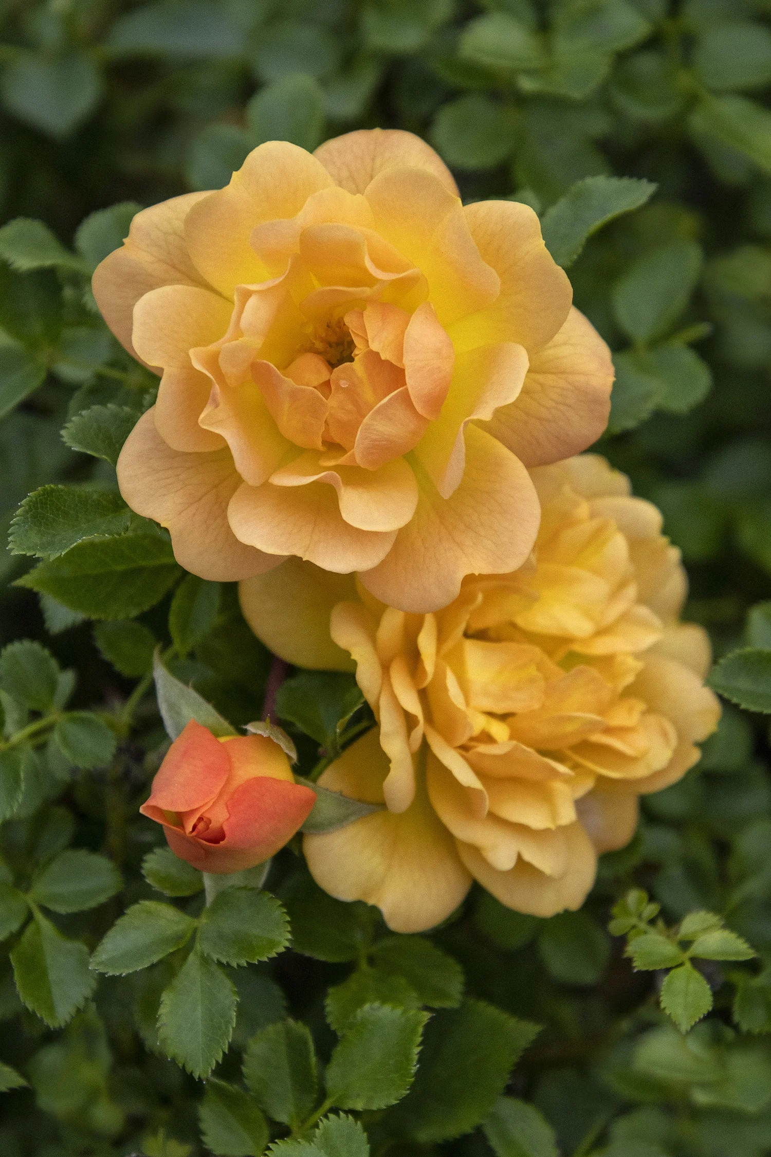 © Monrovia by Doreen Wynja