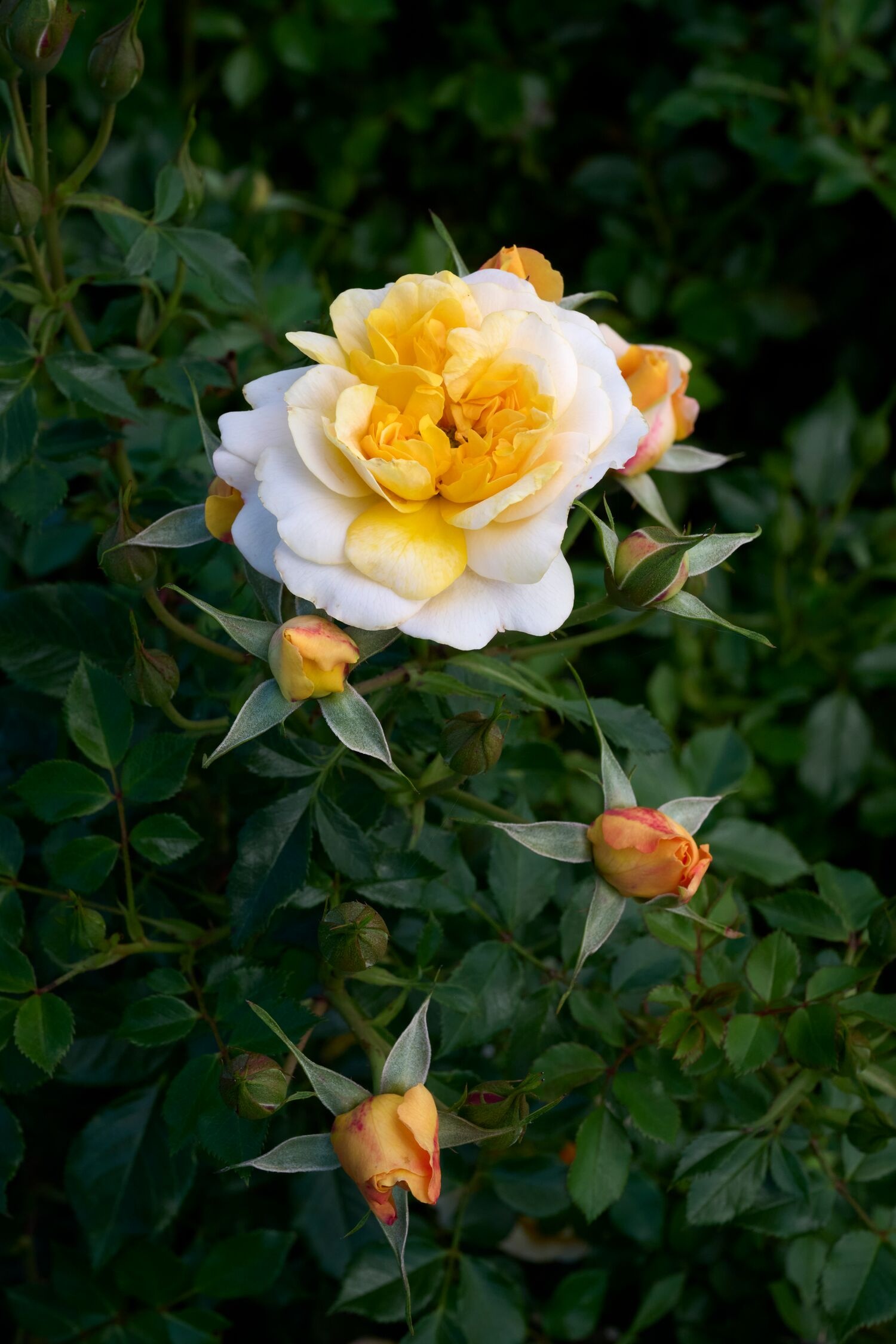 ピーチローズ Itsy Bitsy® Peach Miniature Rose, Rosa x 'Meikapette' PPAF