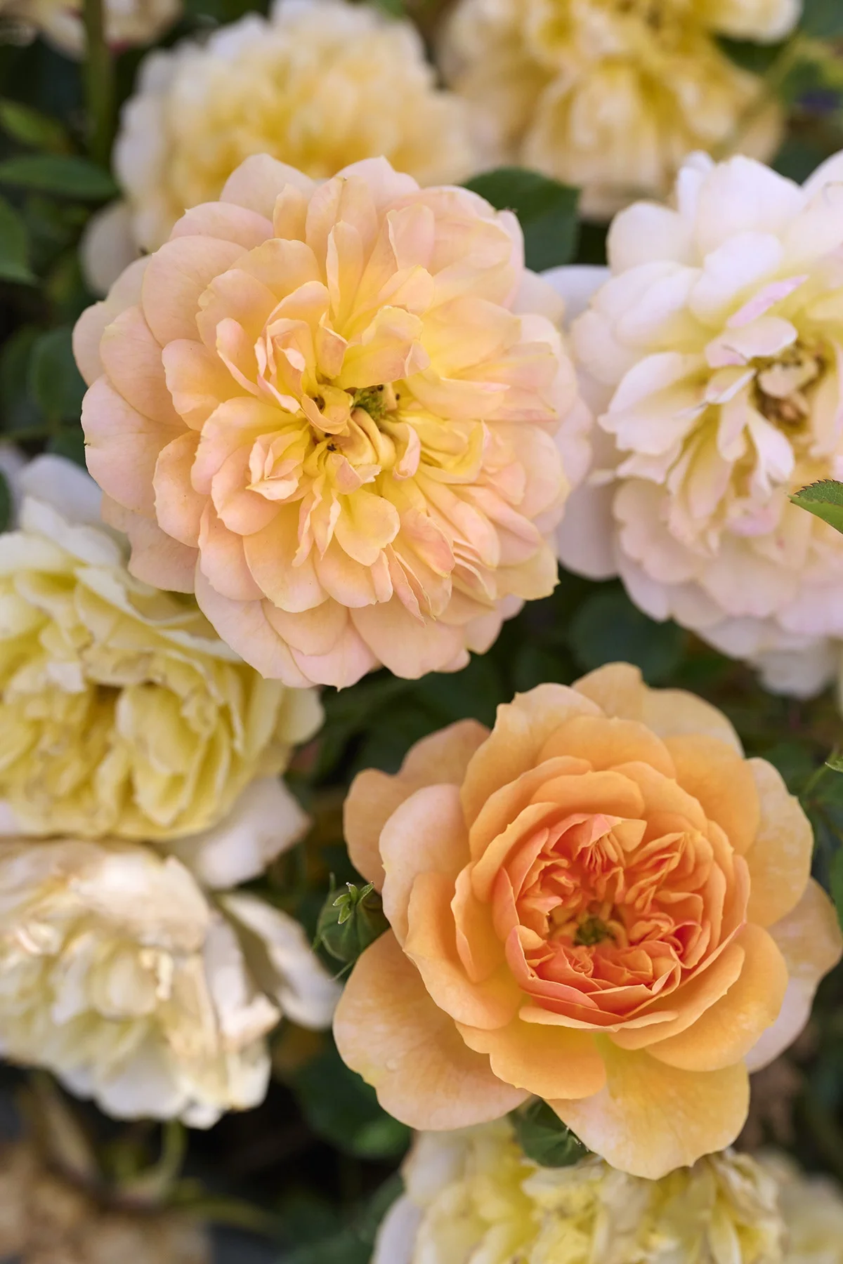 © Monrovia by Brandon Friend-Solis