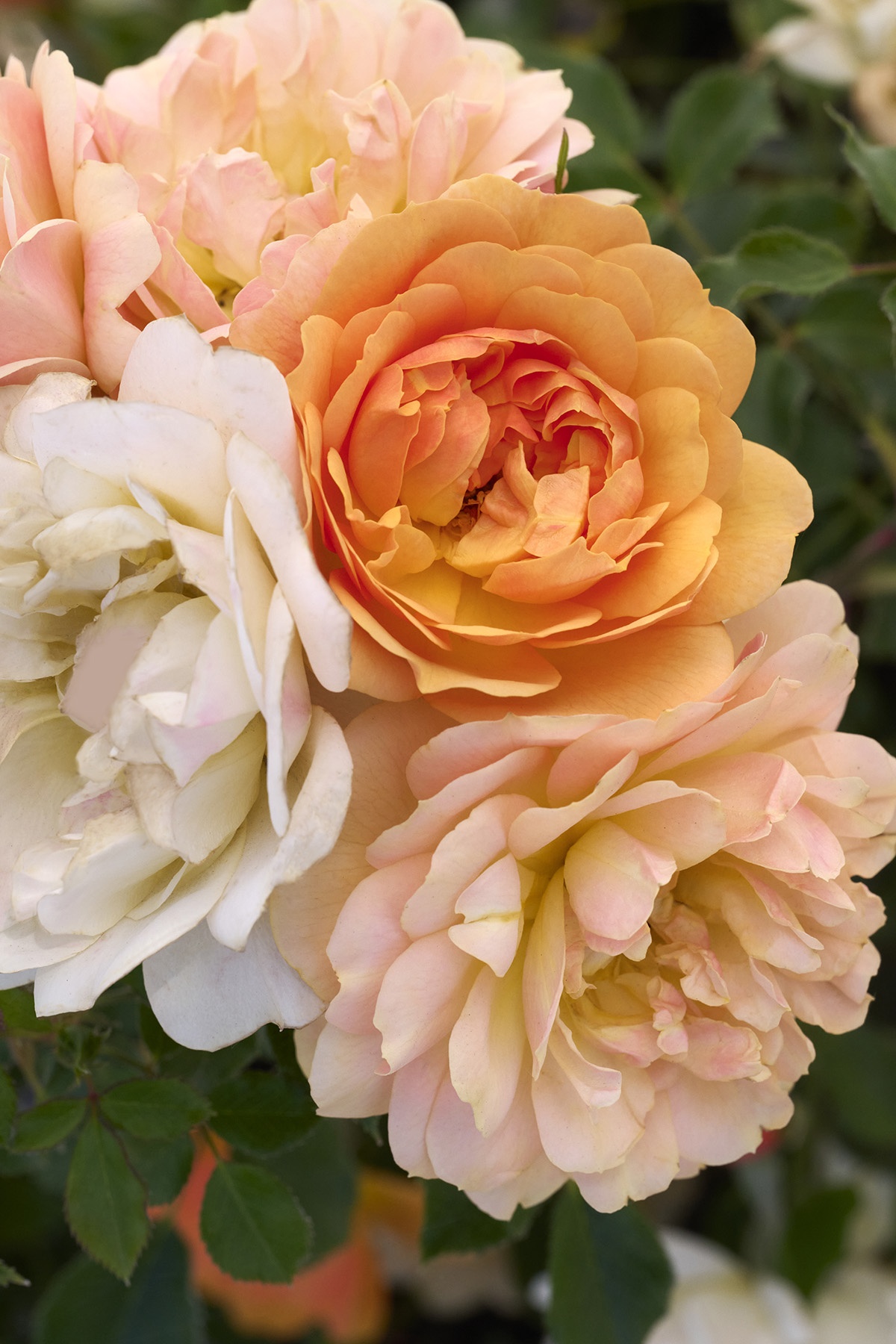Itsy Bitsy® Peach Miniature Rose, Rosa x 'Meikapette' PPAF