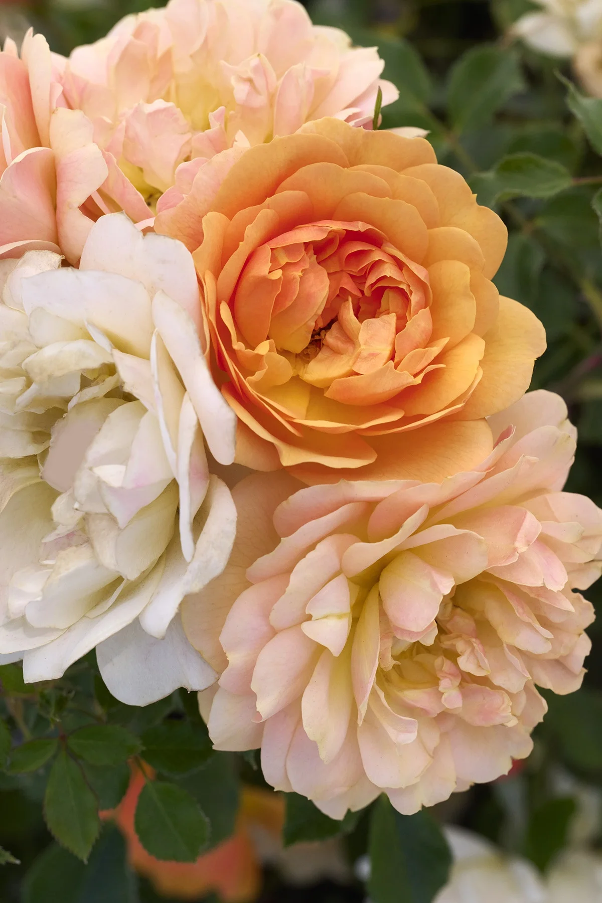 © Monrovia by Brandon Friend-Solis