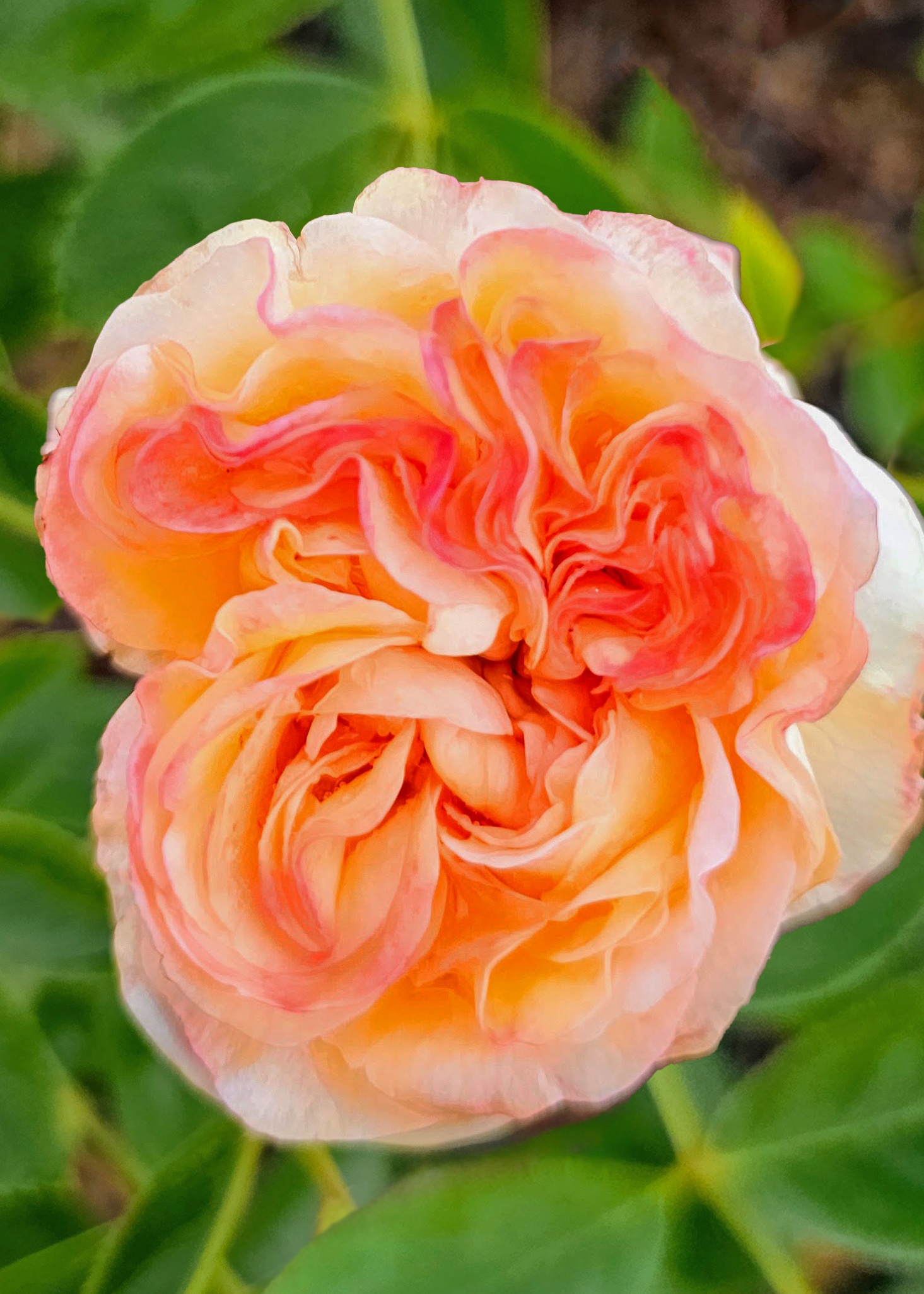 Eau De Parfum® Bubbly Rose, Rosa 'Noa1112130' PP #29,746, Monrovia