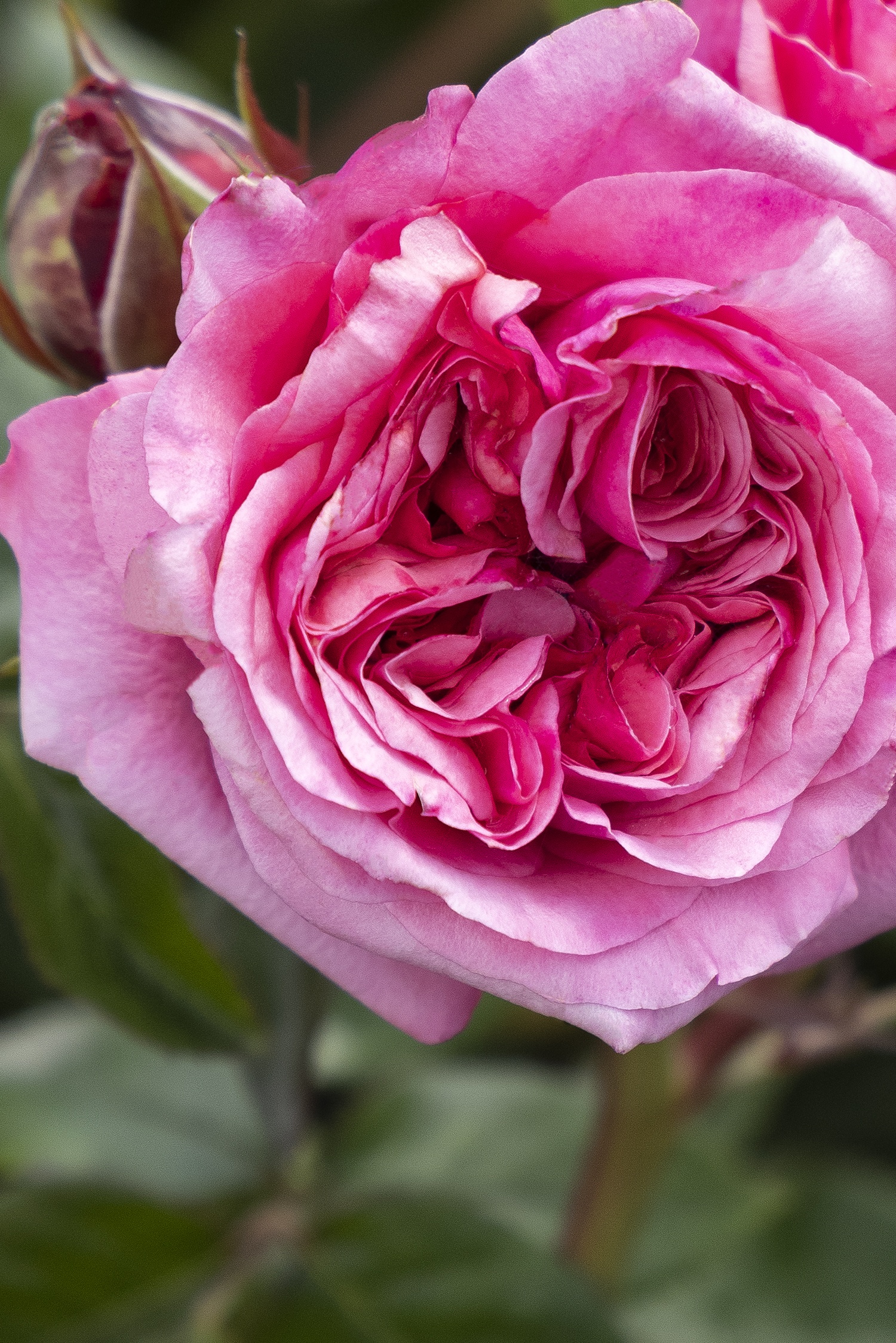 Eau De Parfum® Blush Rose, Rosa 'Noa1811108' PP #29,988, Monrovia
