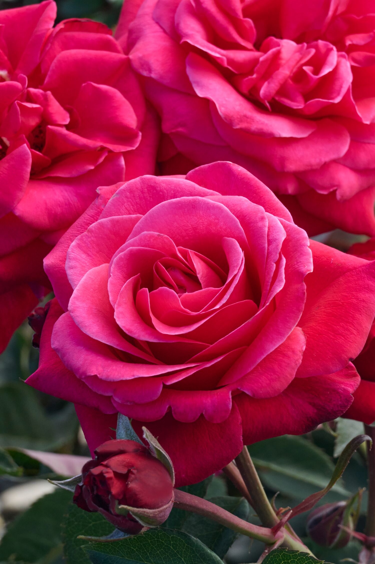 Eau De Parfum® Bling Rose, Rosa 'Noa16079' PP #33,304, Monrovia Plant