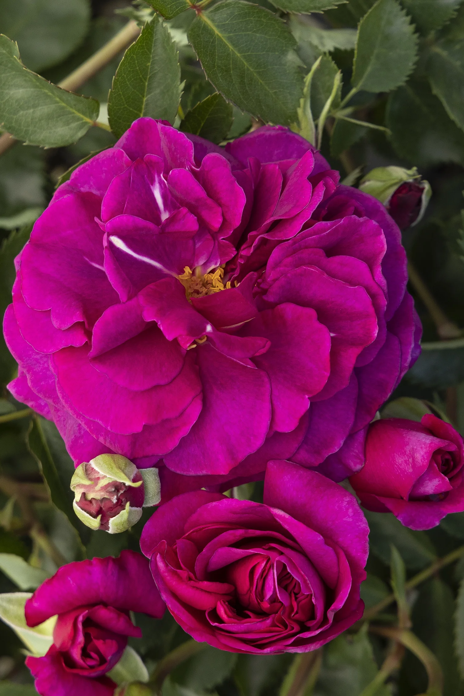 ©Monrovia by Doreen Wynja 