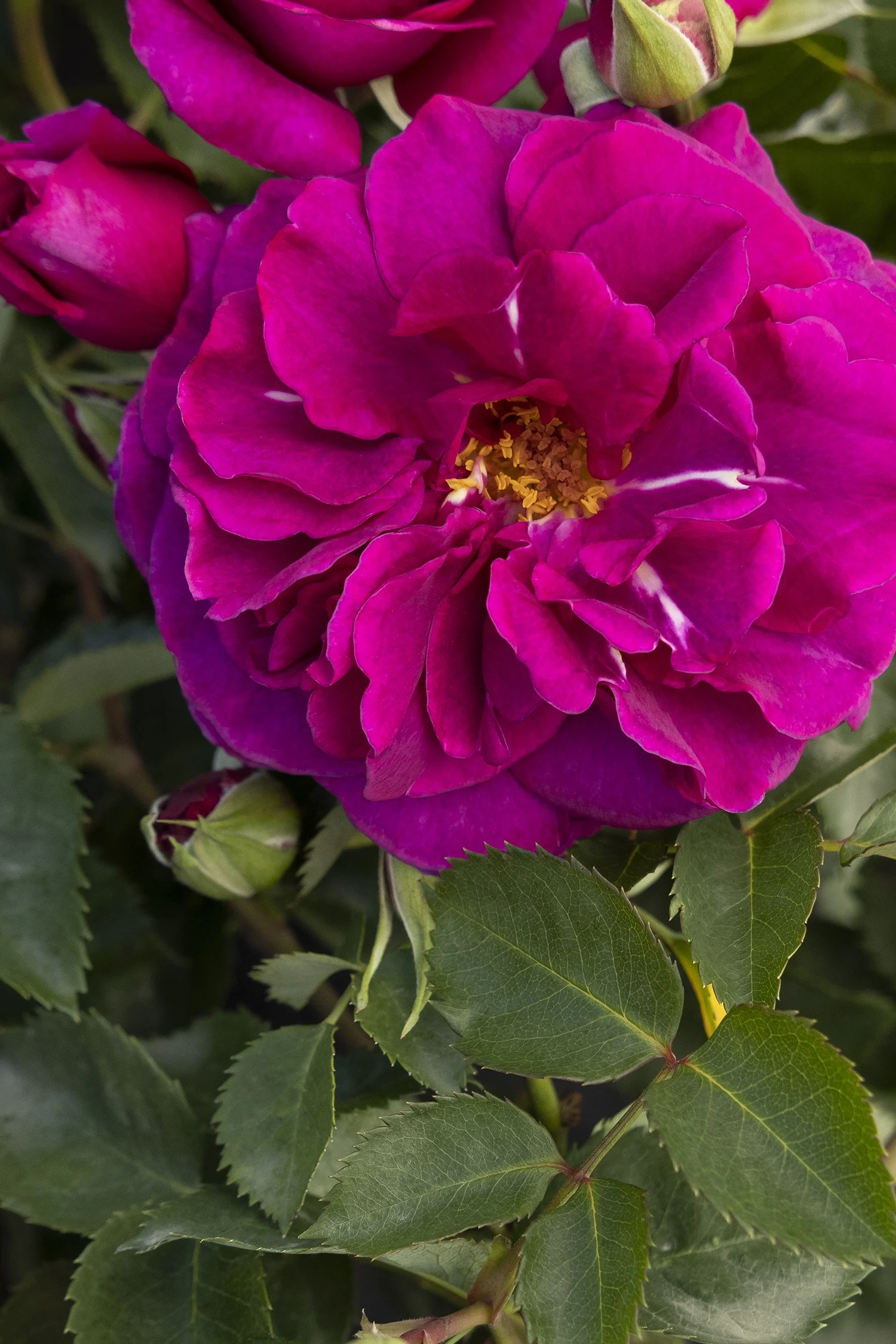 ©Monrovia by Doreen Wynja 