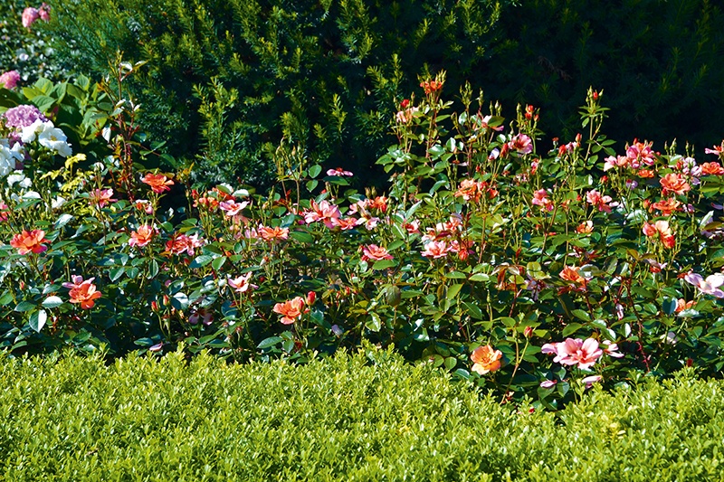 Flower Carpet® Peach Rose, Rosa 'Noa813219' PPAF, Monrovia Plant