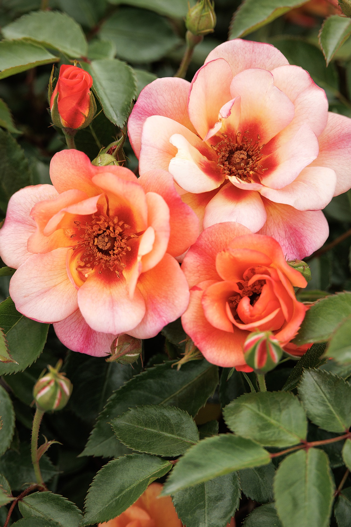 Flower Carpet® Peach Rose, Rosa 'Noa813219' PPAF, Monrovia Plant