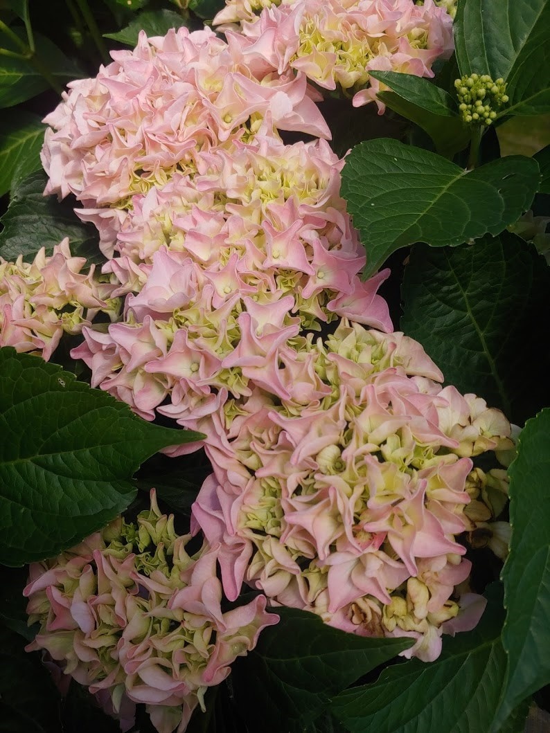 Seaside Serenade® Kitty Hawk Hydrangea, Monrovia Plant