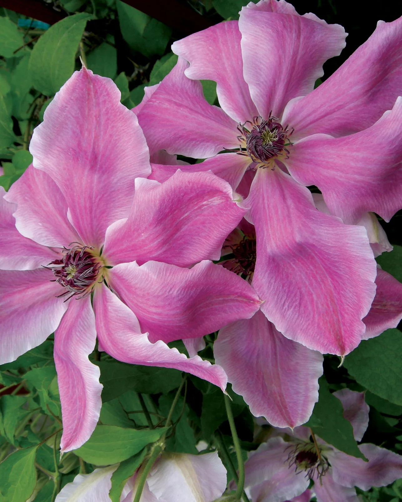 Clearview Horticulture