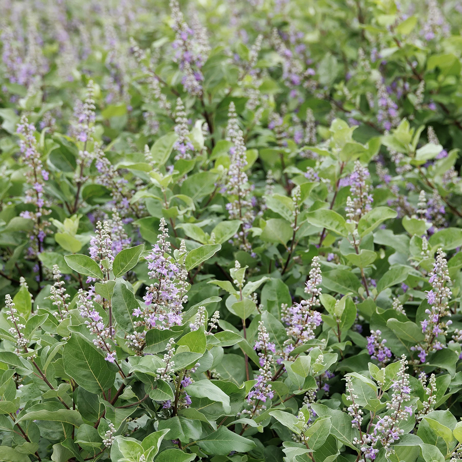 © Monrovia by Doreen Wynja