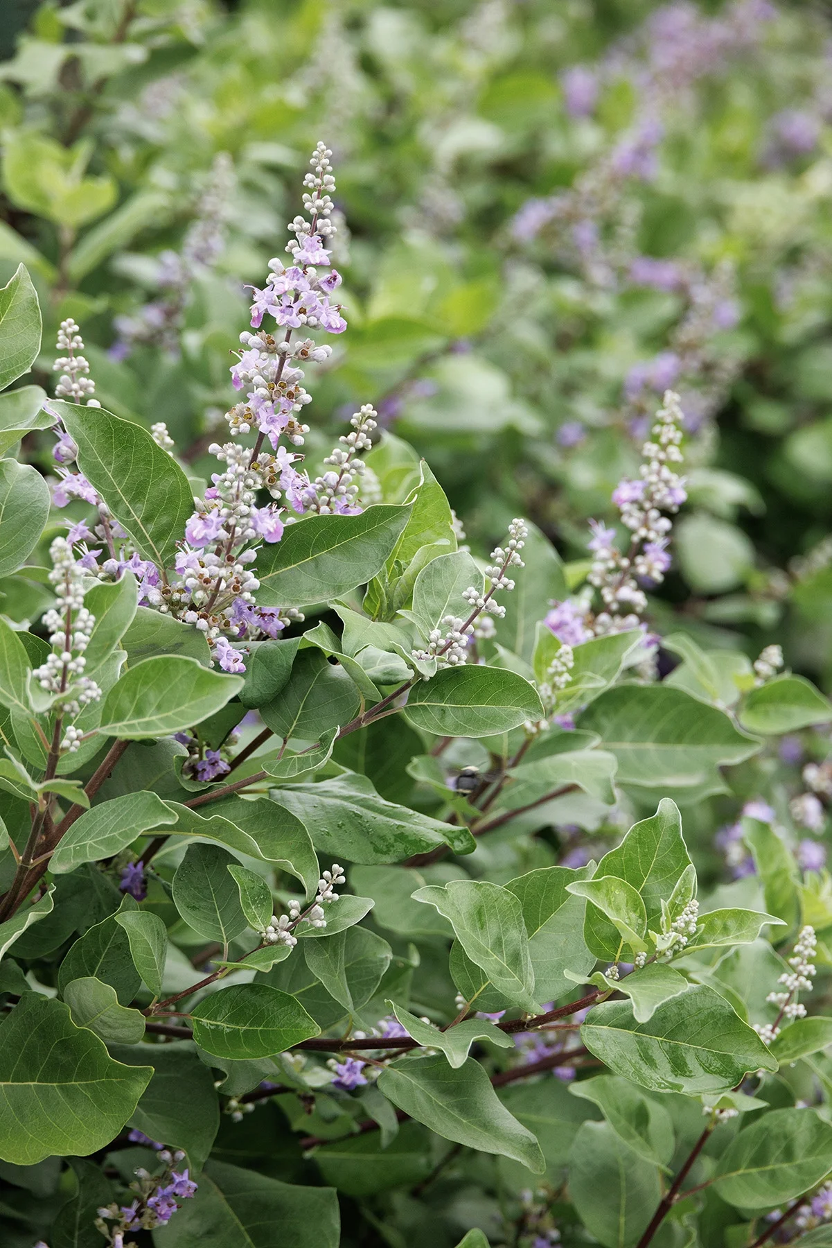 © Monrovia by Doreen Wynja