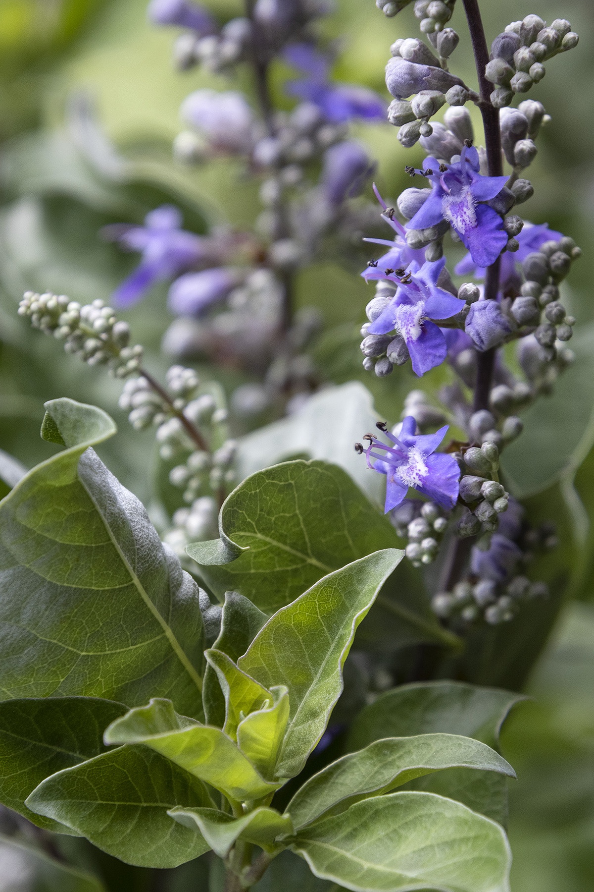 Monrovia Summertime Blues Chaste Tree - Thumbnail 4